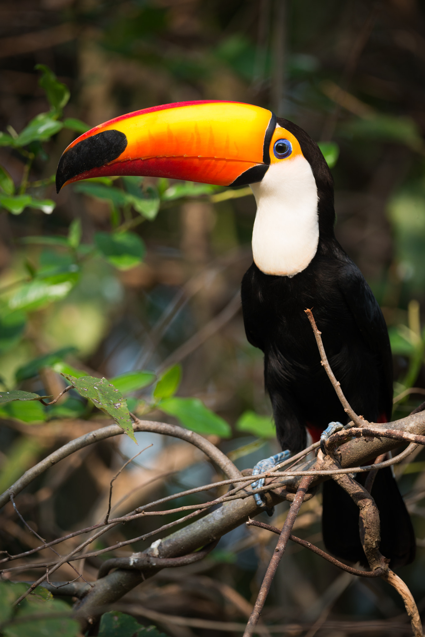 Nikon AF-S Nikkor 800mm F5.6E FL ED VR sample photo. Toco toucan perched in profile on branch photography