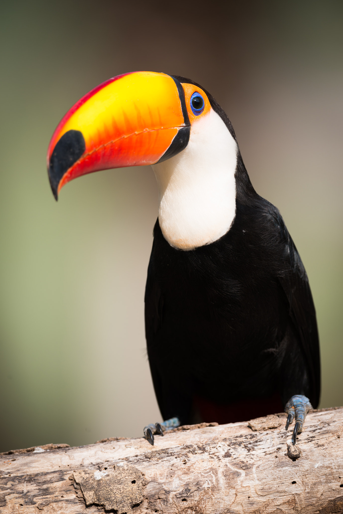 Nikon AF-S Nikkor 800mm F5.6E FL ED VR sample photo. Toco toucan sitting on branch in sunshine photography