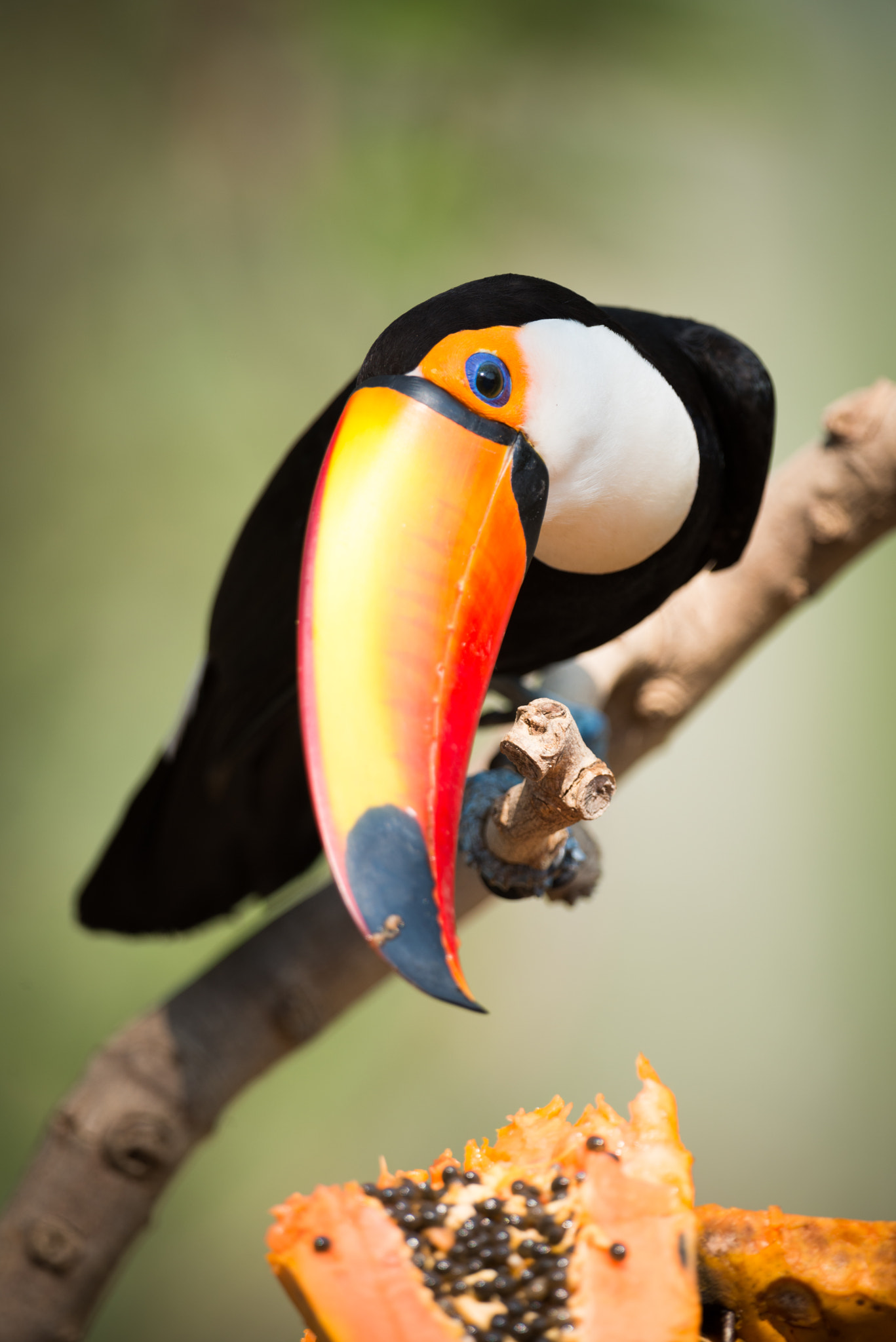 Nikon AF-S Nikkor 800mm F5.6E FL ED VR sample photo. Toco toucan turning head to eat papaya photography