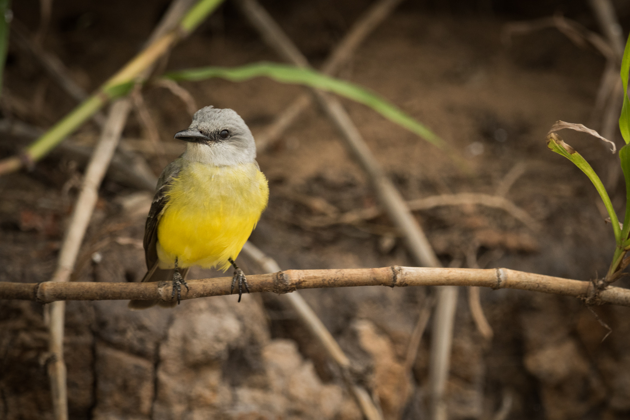 Nikon AF-S Nikkor 800mm F5.6E FL ED VR sample photo. Tropical kingbird facing left perched on branch photography