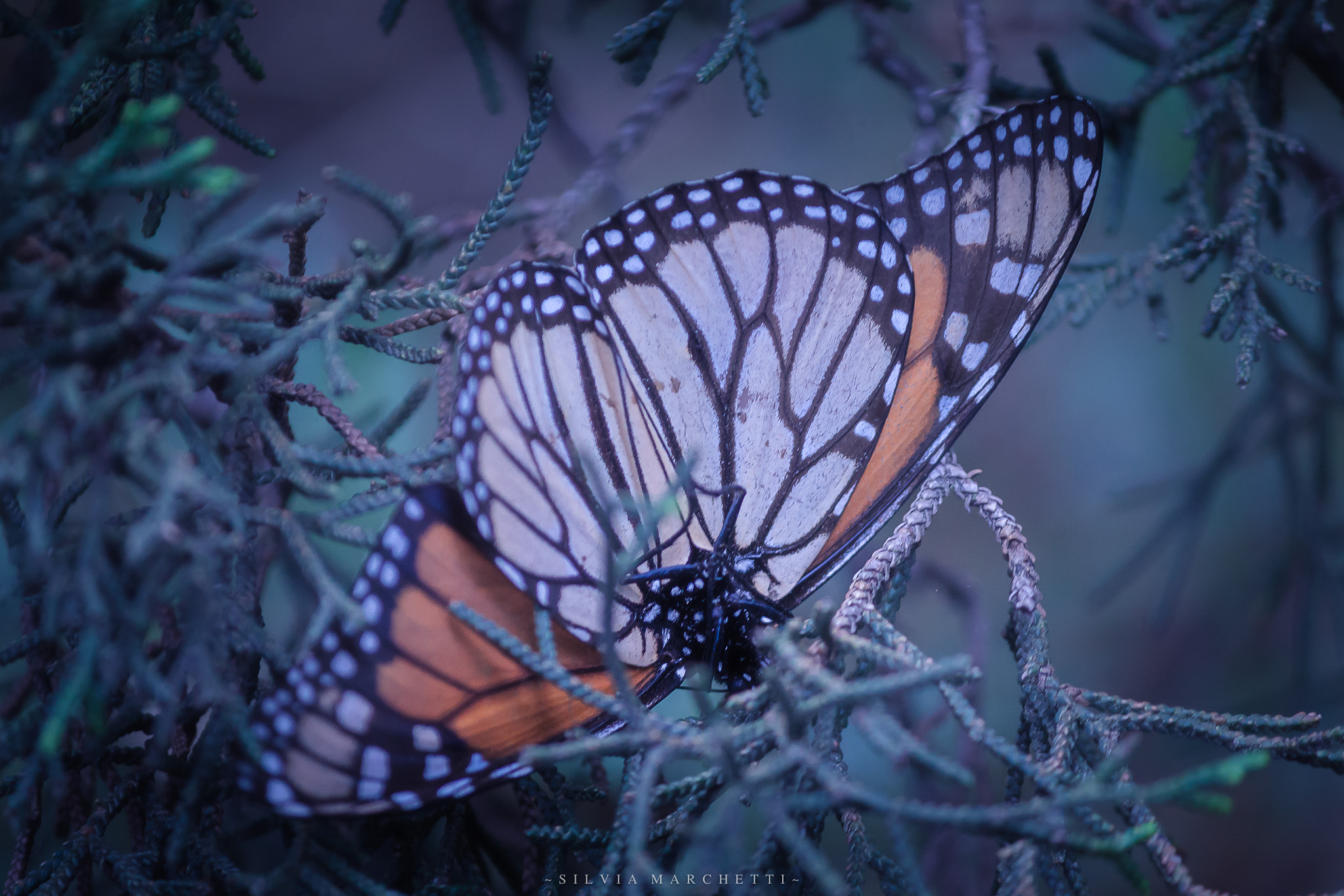 Canon EOS 1100D (EOS Rebel T3 / EOS Kiss X50) sample photo. ~the last breath~ photography