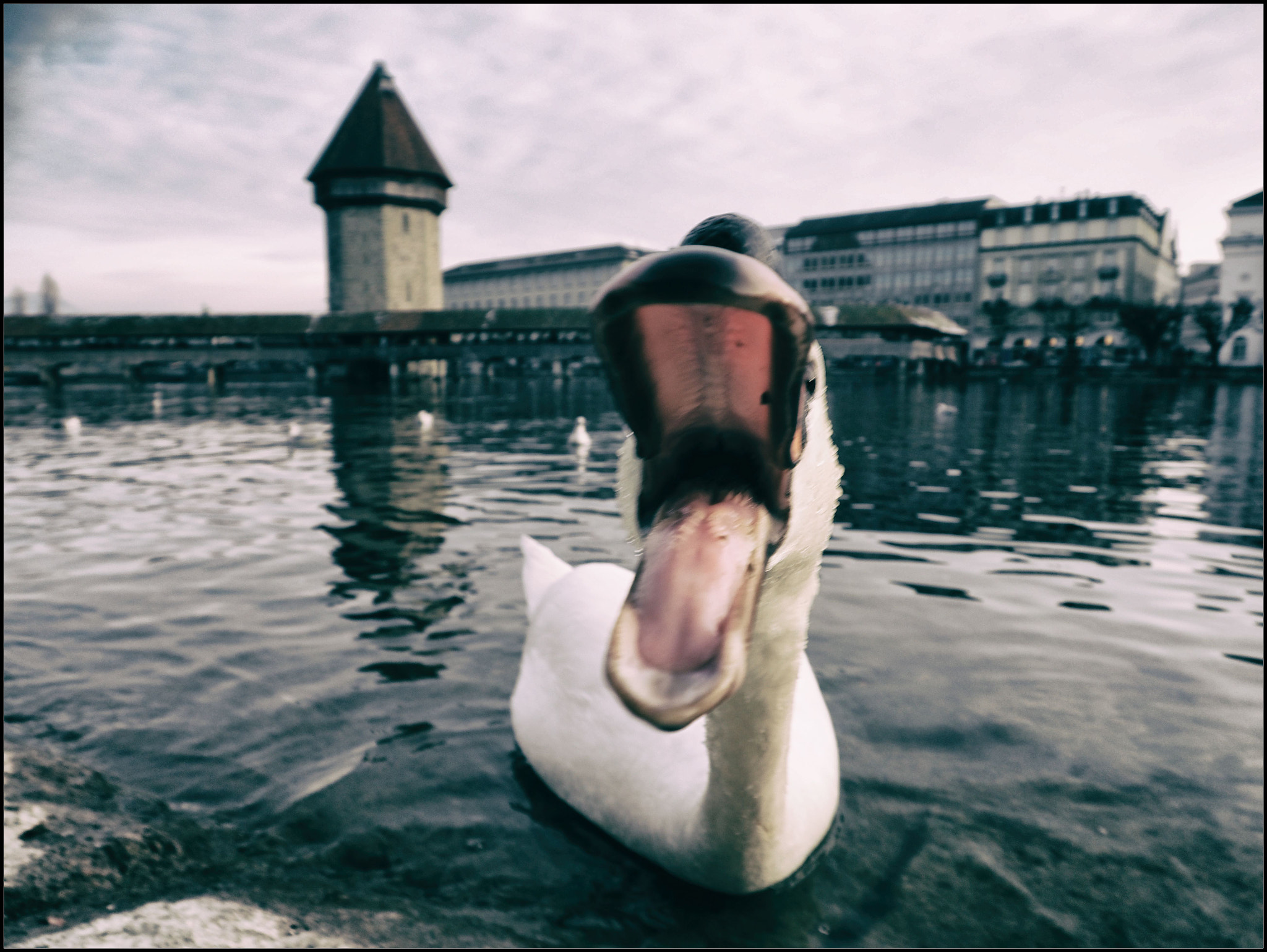 Olympus OM-D E-M1 Mark II sample photo. Platzhirsch? photography
