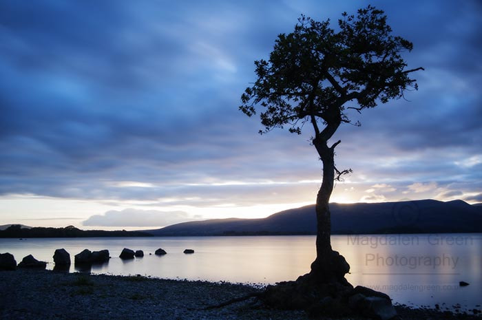 Nikon D700 sample photo. The art of zen  - big and beautiful lone tree - millarrochy bay photography