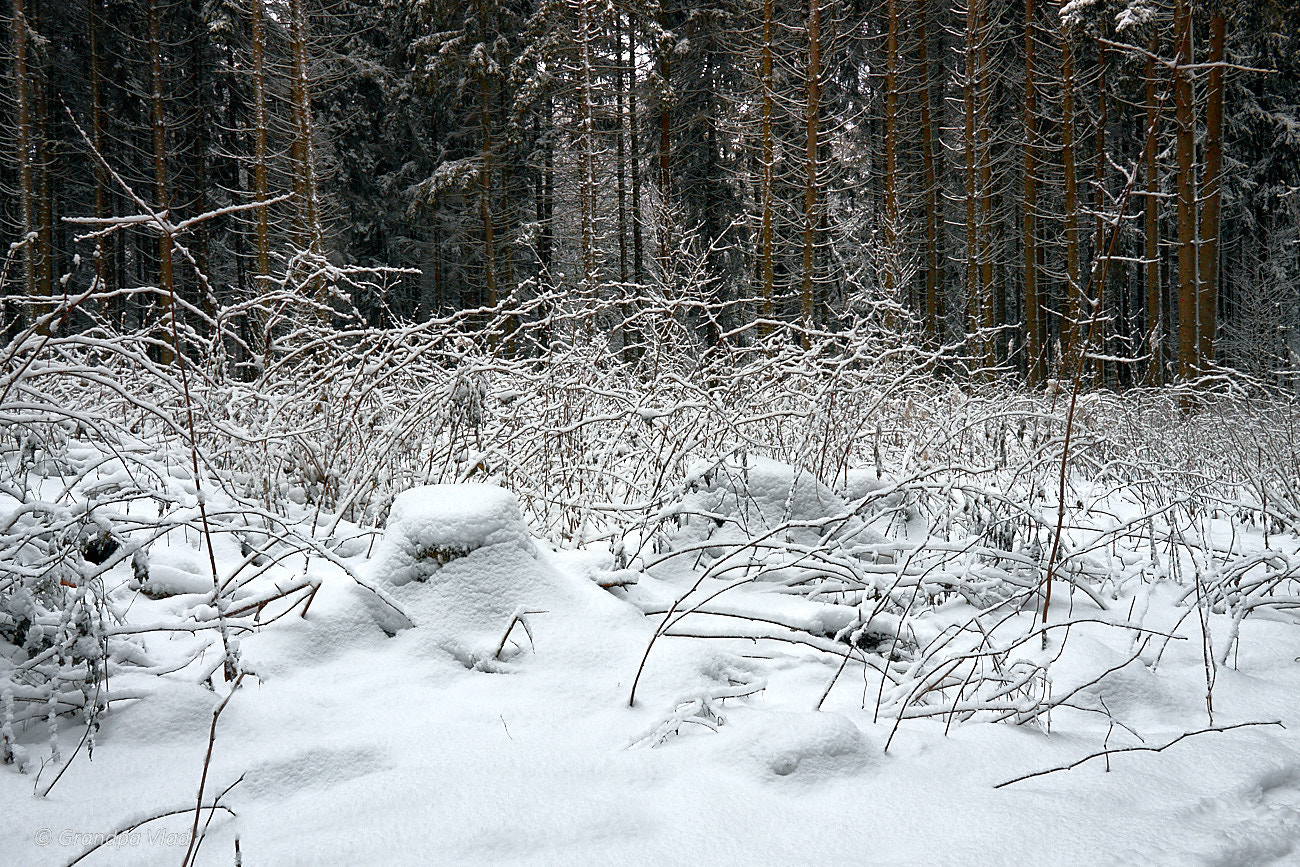 Canon EOS 1100D (EOS Rebel T3 / EOS Kiss X50) sample photo. Snowy shrub... photography
