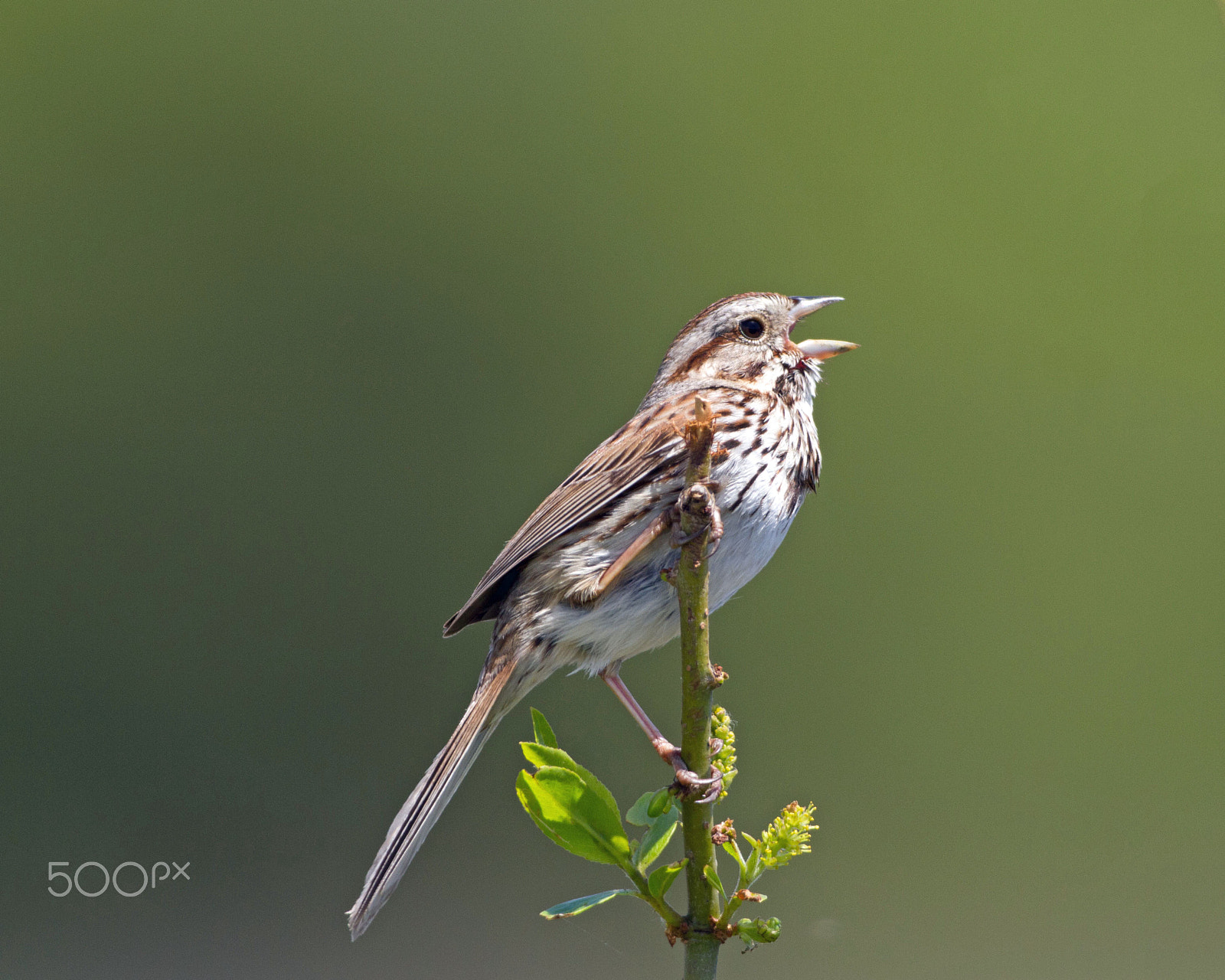 Canon EOS 7D + Canon EF 300mm F4L IS USM sample photo. Song sparrow photography
