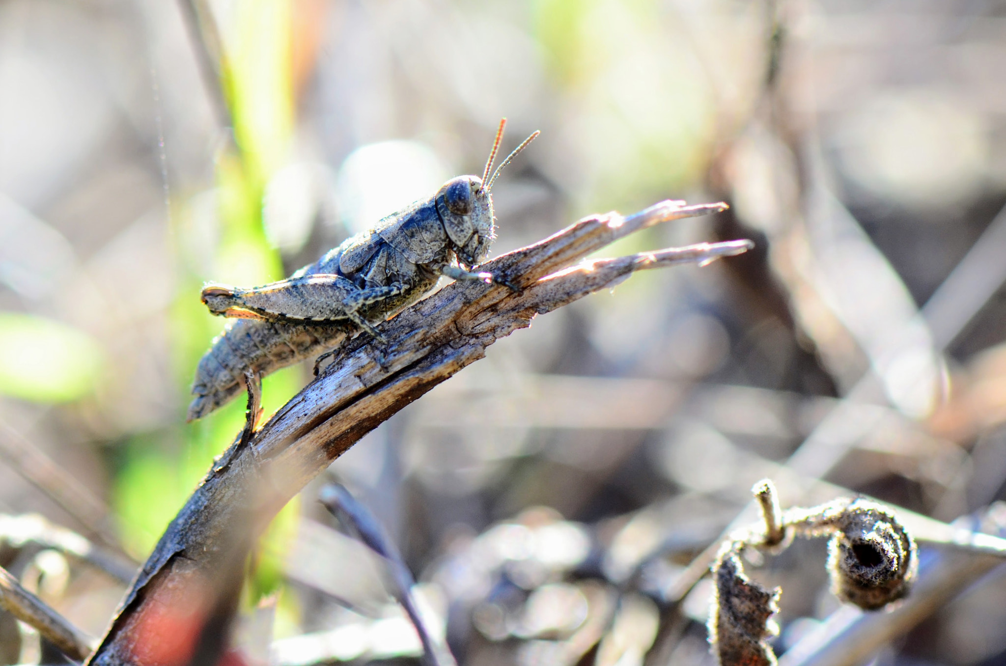 Nikon AF-S Micro-Nikkor 105mm F2.8G IF-ED VR sample photo. Sauterelle photography