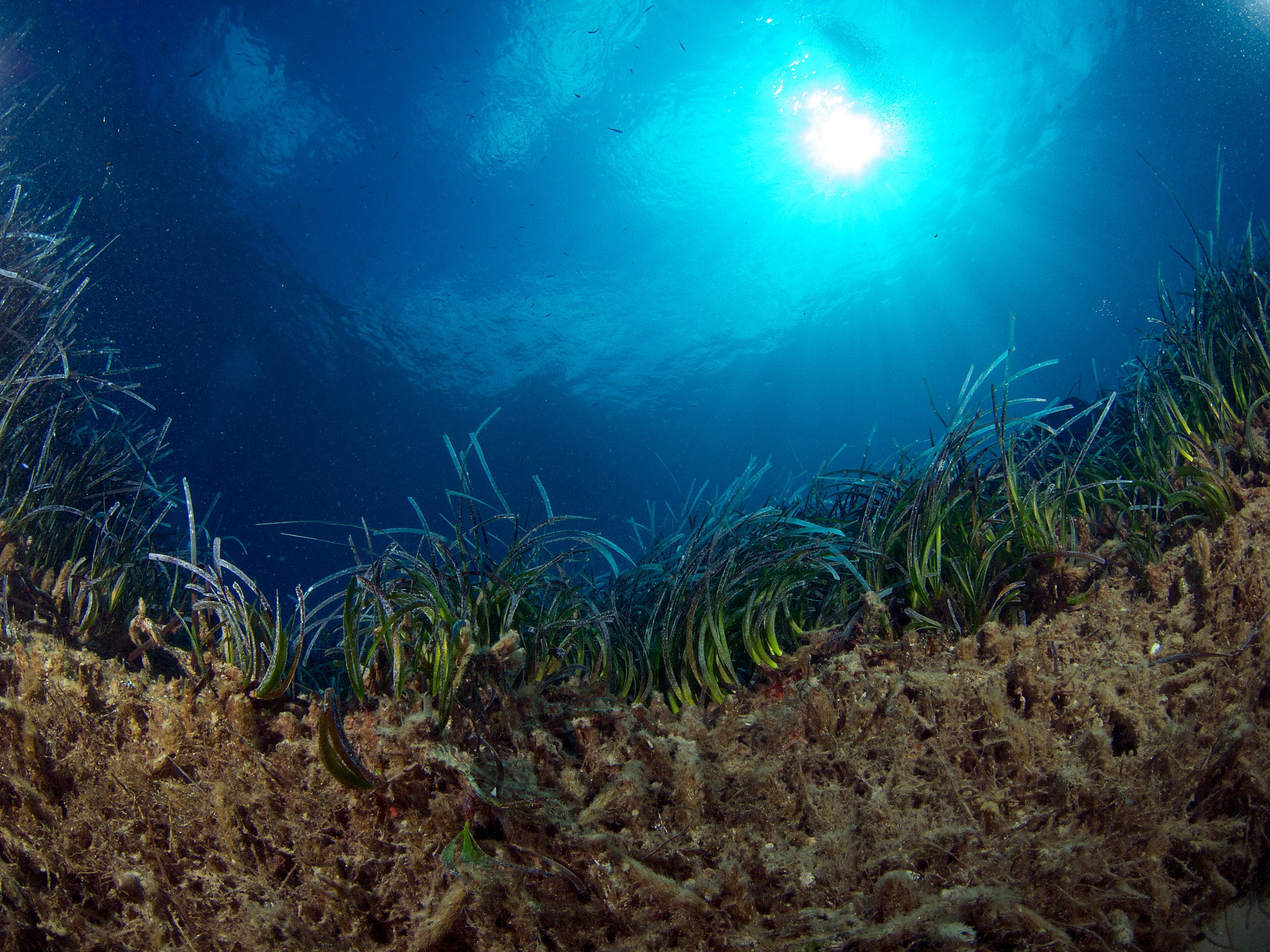 Olympus OM-D E-M5 + LUMIX G FISHEYE 8/F3.5 sample photo. A wall made of neptune seagrass photography