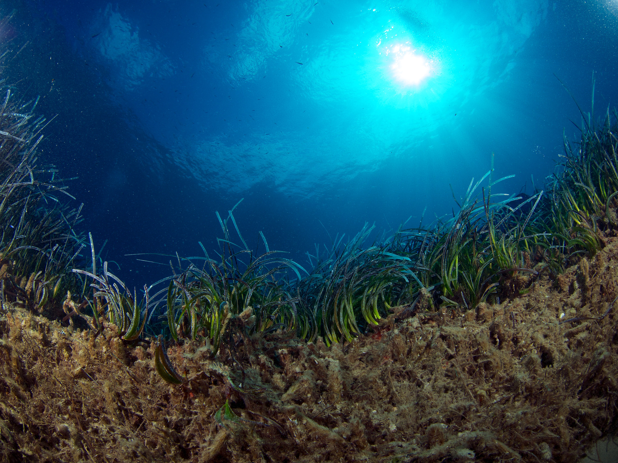 LUMIX G FISHEYE 8/F3.5 sample photo. A wall made of neptune seagrass photography