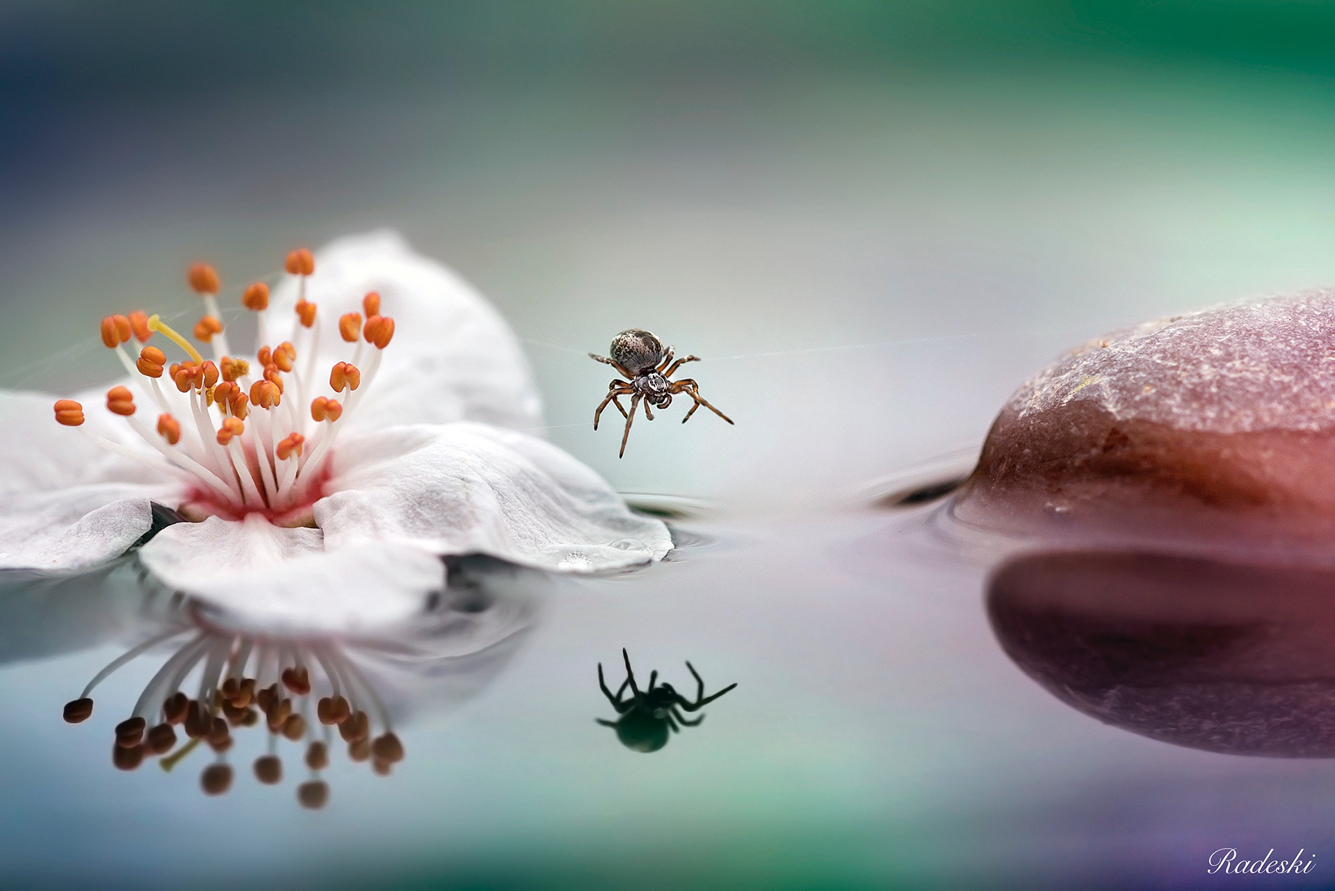 Nikon D800E + Nikon AF Micro-Nikkor 60mm F2.8D sample photo. Acrobat spider photography
