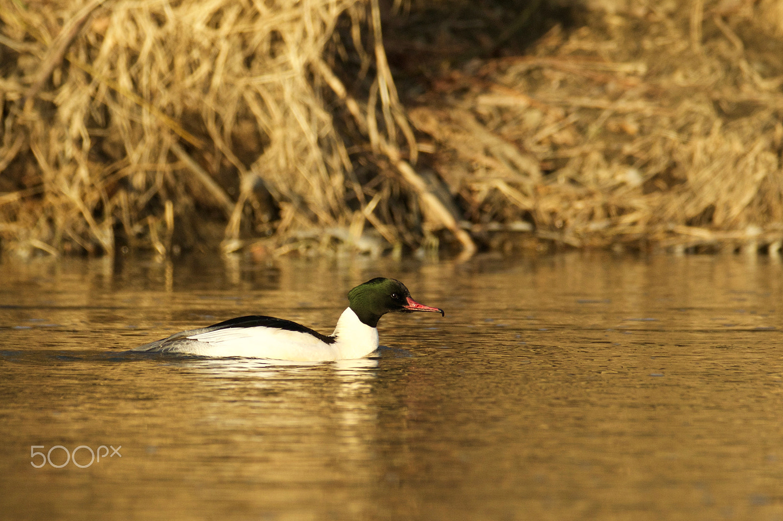 Canon EF 200-400mm F4L IS USM Extender 1.4x sample photo. Morčák velký (mergus merganser) photography