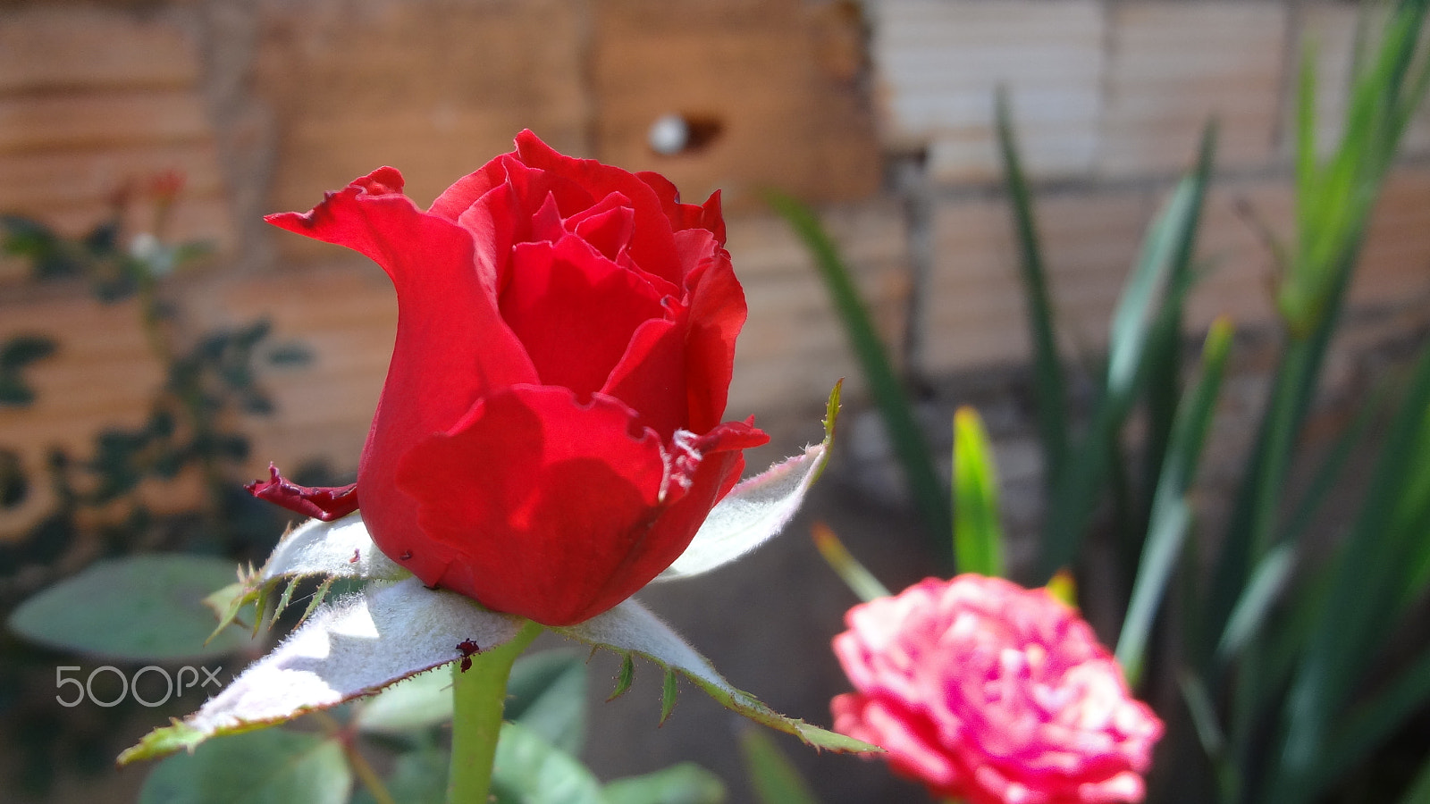 Sony DSC-WX7 sample photo. Dsc photography