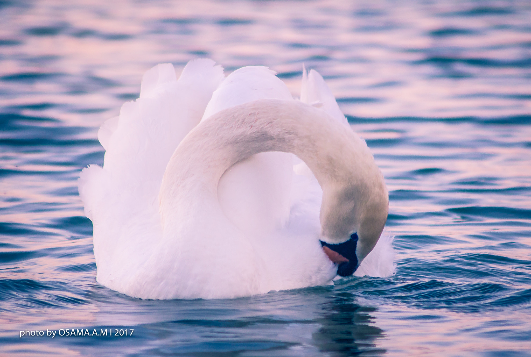 Canon EOS 60D sample photo. Bird photography
