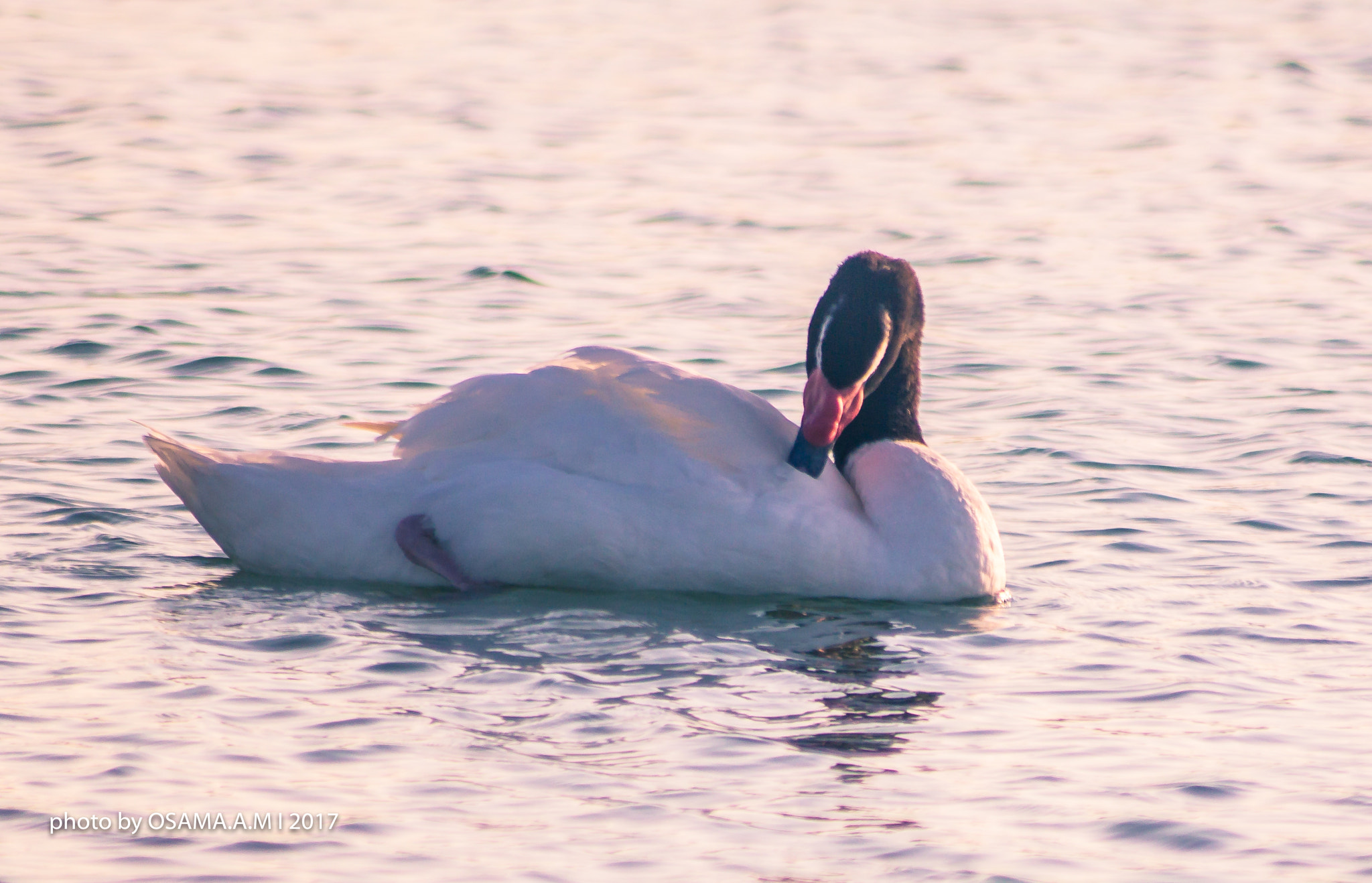 Canon EOS 60D sample photo. Bird photography