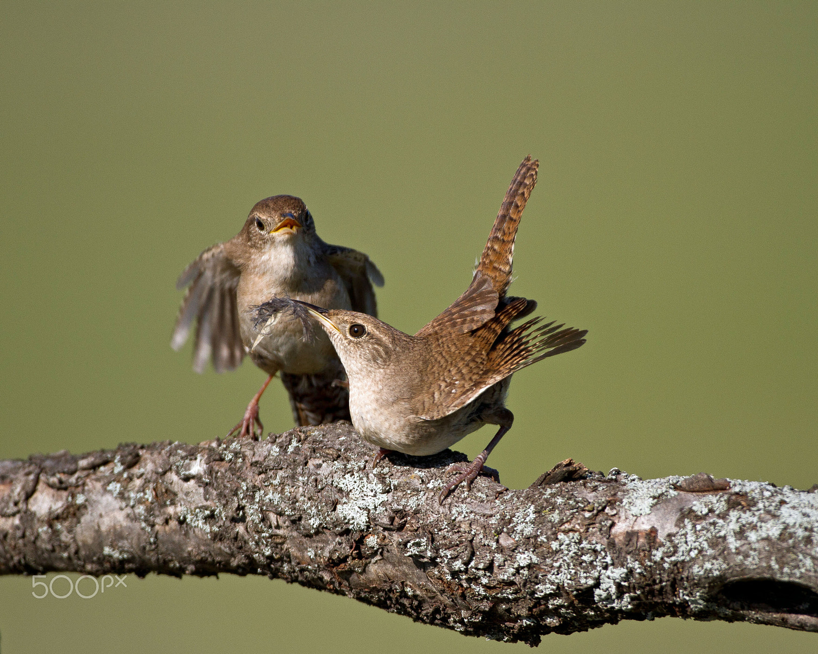 Canon EOS 7D + Canon EF 300mm F4L IS USM sample photo. Wren pair photography