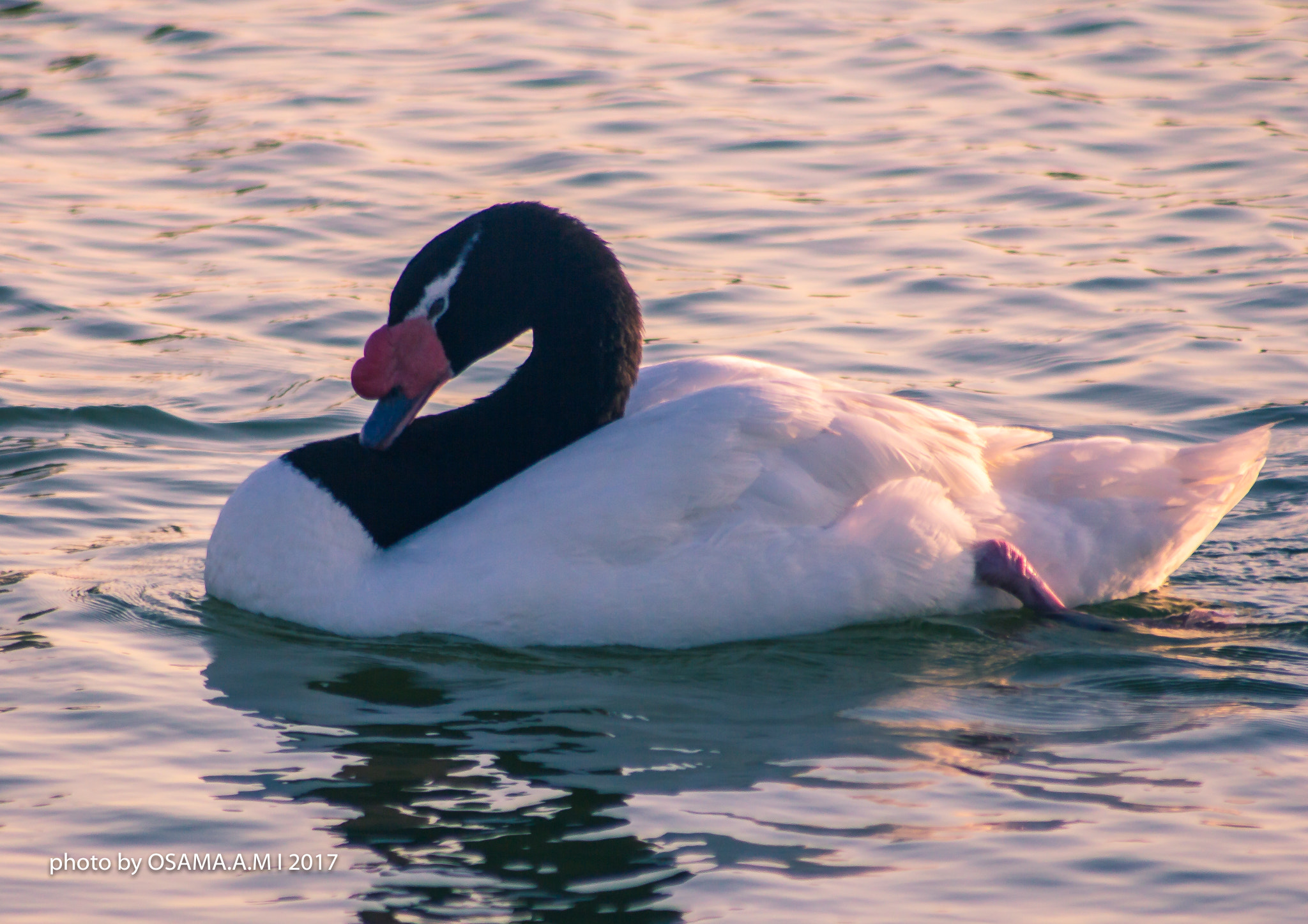 Canon EOS 60D sample photo. Bird photography