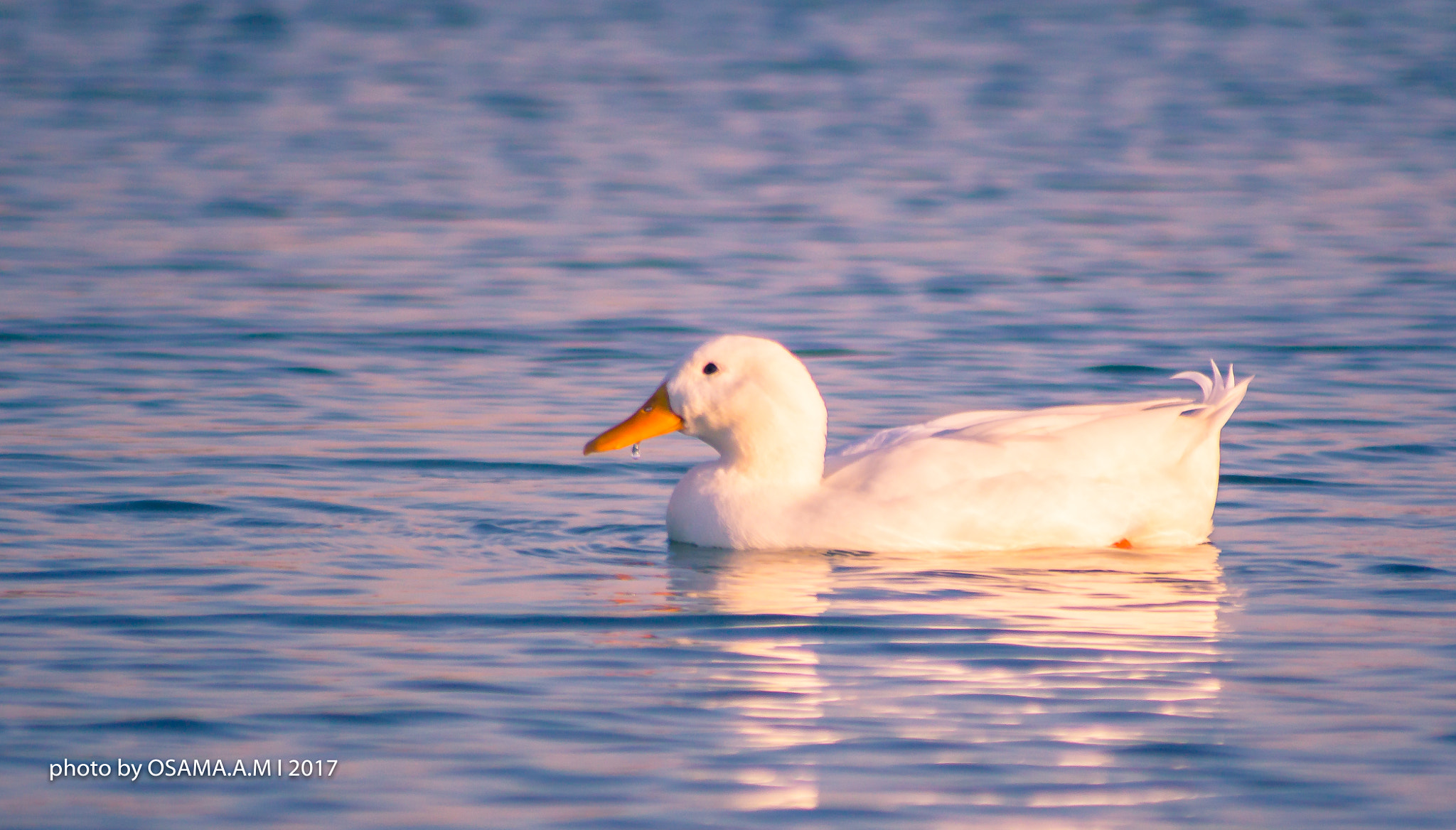 Canon EOS 60D sample photo. Bird photography