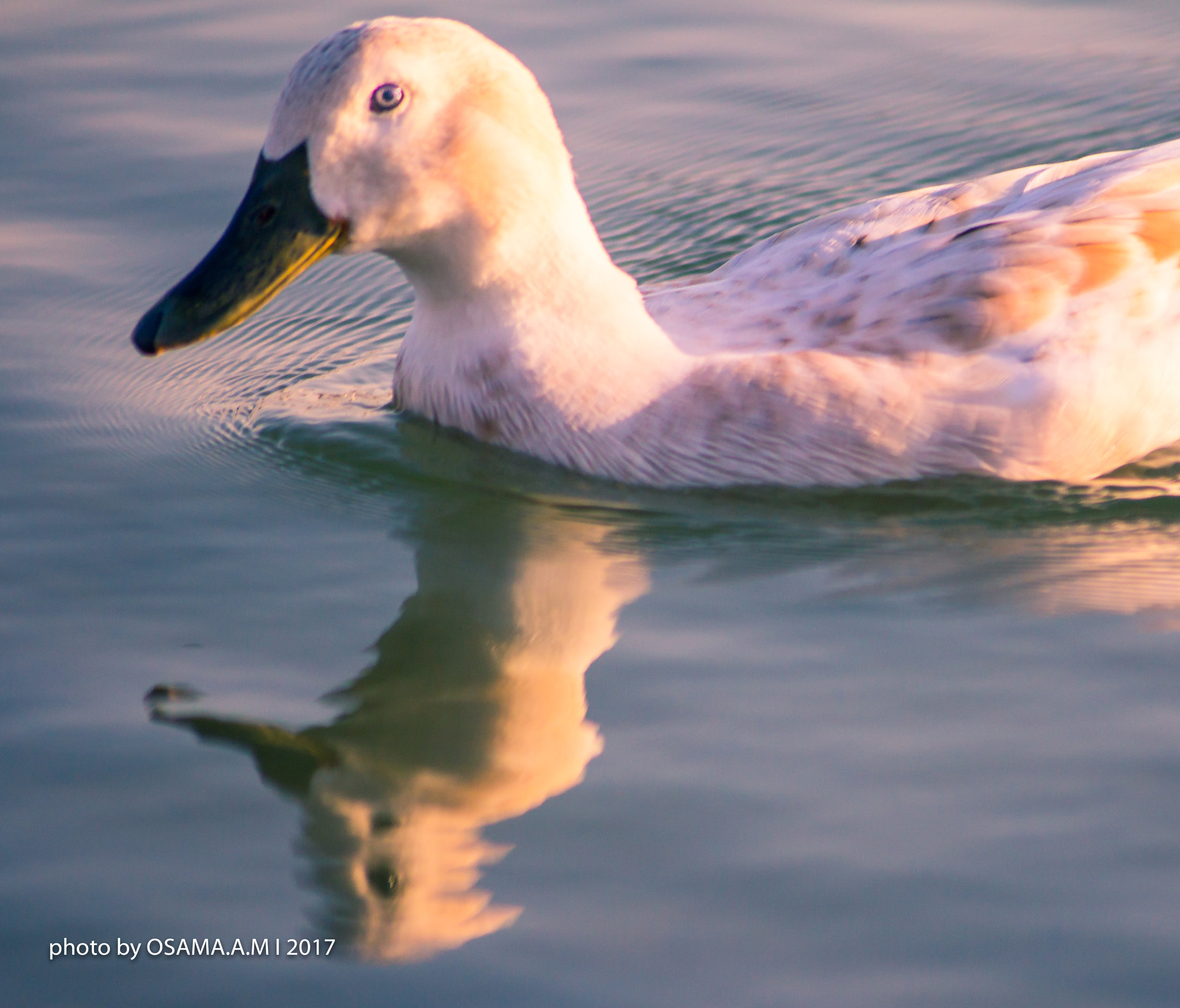 Canon EOS 60D sample photo. Bird photography