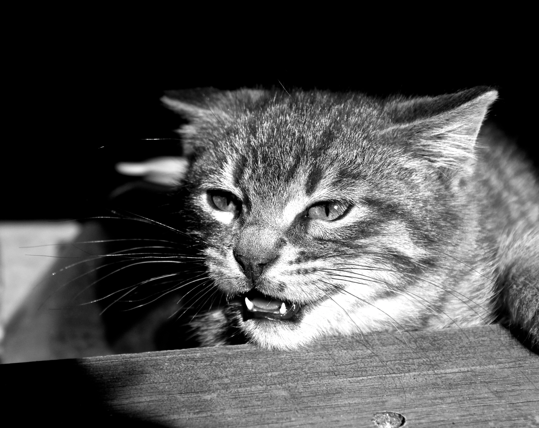 Canon EOS 500D (EOS Rebel T1i / EOS Kiss X3) sample photo. Kitten? or león? photography