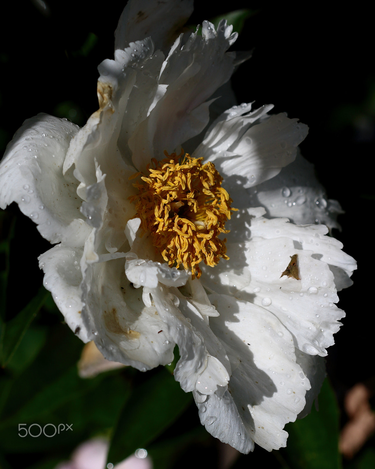 Canon EF 100mm F2.8 Macro USM sample photo. Just a flower photography