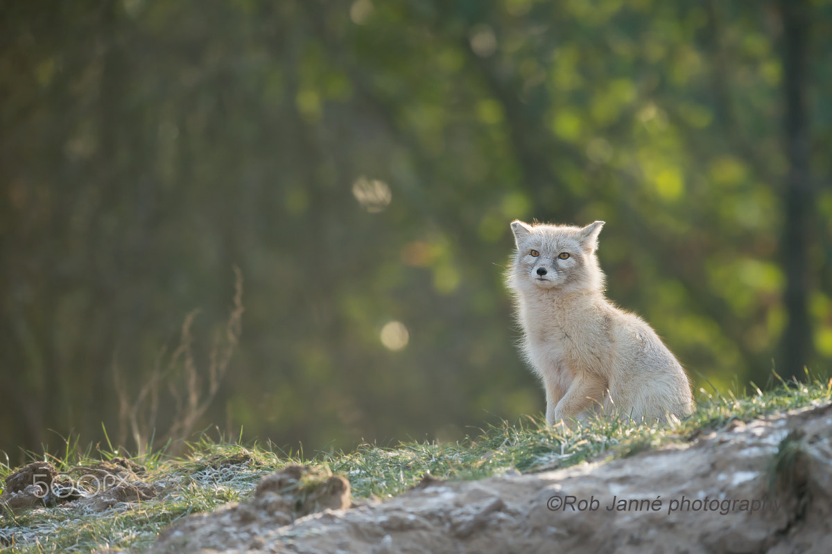 Nikon AF-S Nikkor 300mm F2.8G ED VR II sample photo. Corsac fox photography