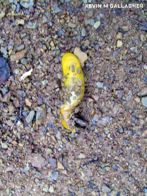 Canon PowerShot SD1200 IS (Digital IXUS 95 IS / IXY Digital 110 IS) sample photo. An unfortunate banana slug o photography