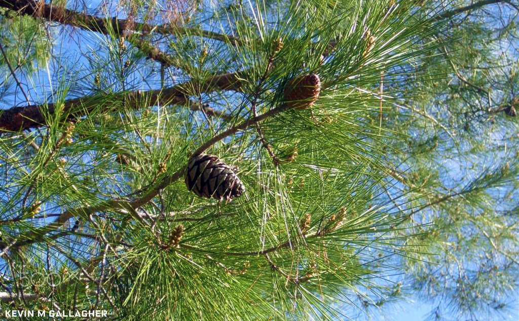 Canon PowerShot SD1200 IS (Digital IXUS 95 IS / IXY Digital 110 IS) sample photo. Pine cones o photography