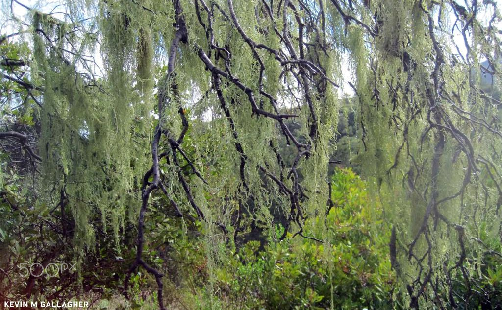 Canon PowerShot SD1200 IS (Digital IXUS 95 IS / IXY Digital 110 IS) sample photo. Spanish moss o photography