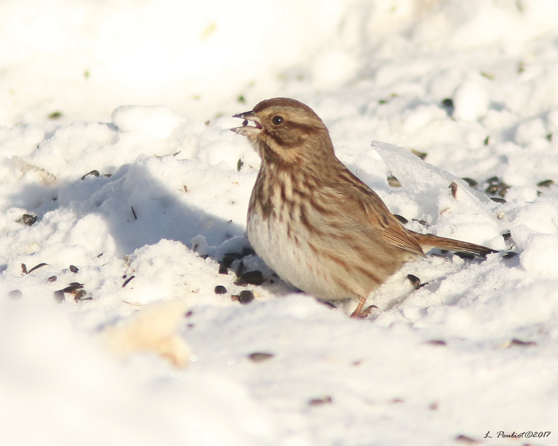 Canon EF 300mm F4L IS USM sample photo. Song sparrow in winter / bruant chanteur en hiver photography