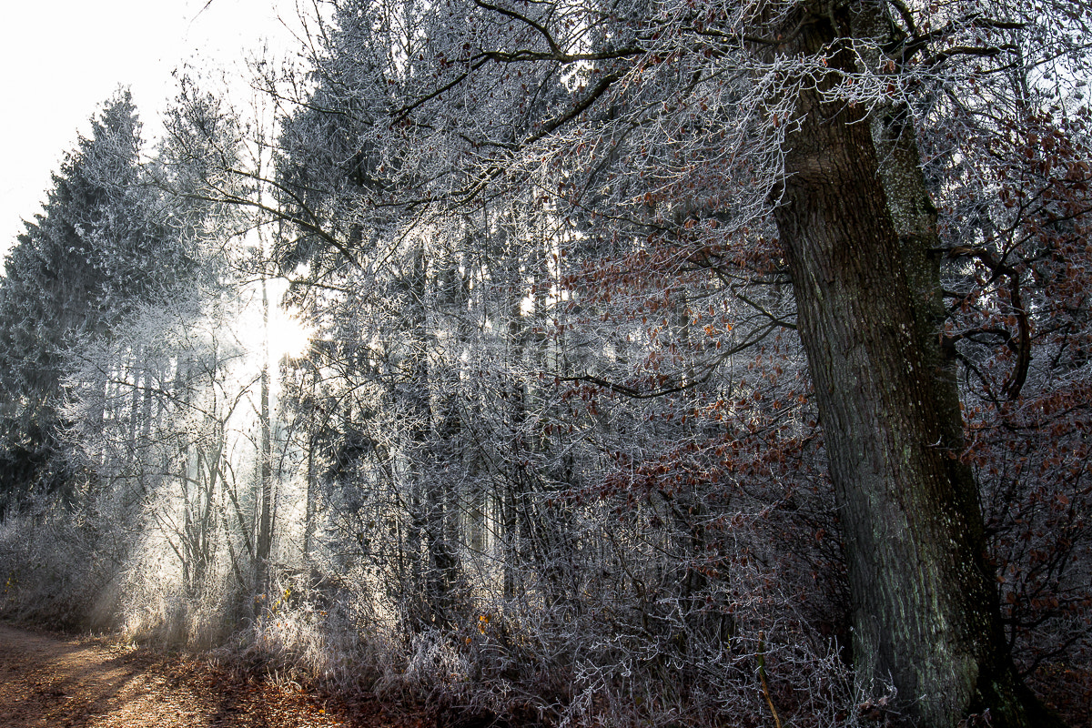 Canon EF 16-35mm F4L IS USM sample photo. ... noch ein winterbild photography