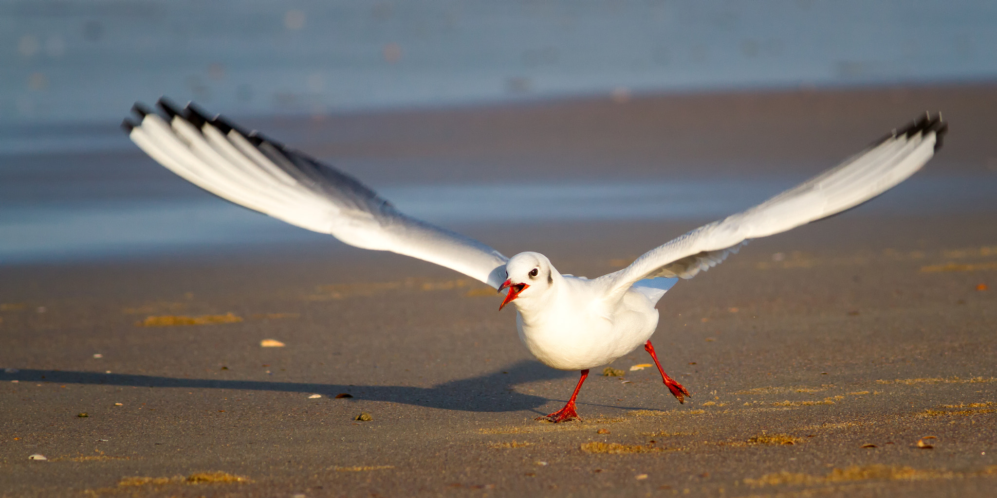 Canon EF 300mm F4L IS USM sample photo. Spread your wings and fly photography