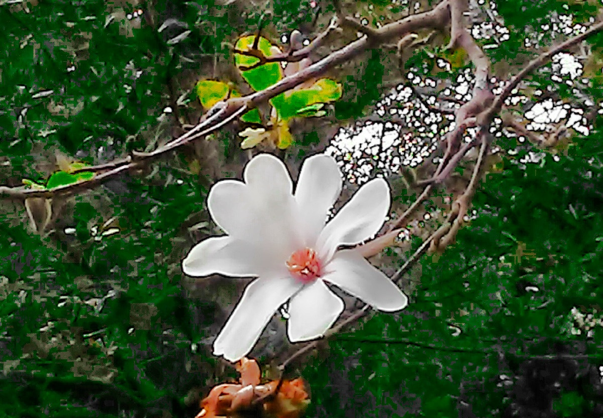 LG K3 sample photo. White flower photography