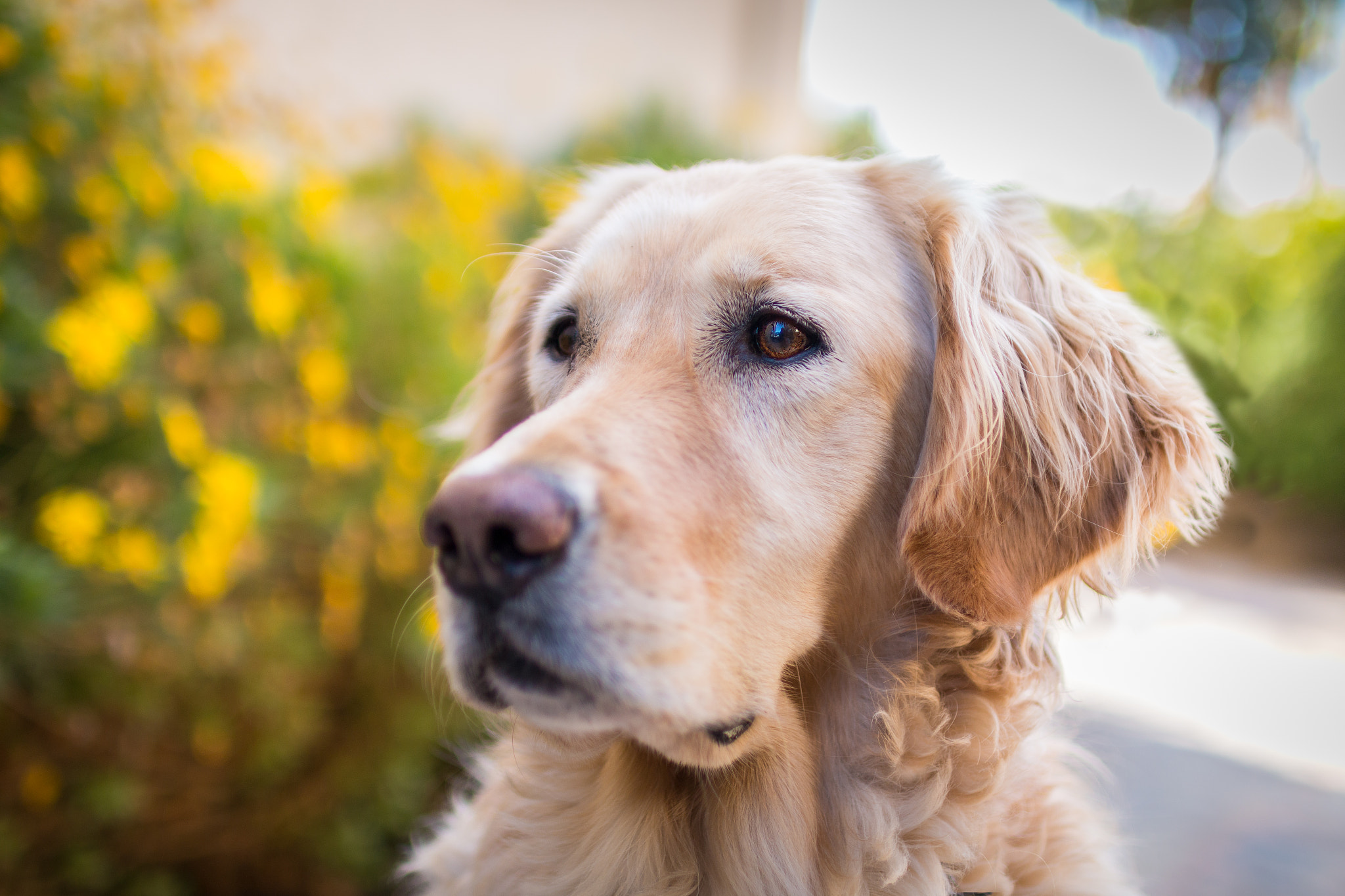 Canon EOS 70D sample photo. Golden girl bella! photography