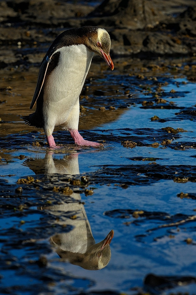 Nikon D700 + Sigma APO 100-300mm F4 EX IF HSM sample photo. Are you talking to me !?! photography