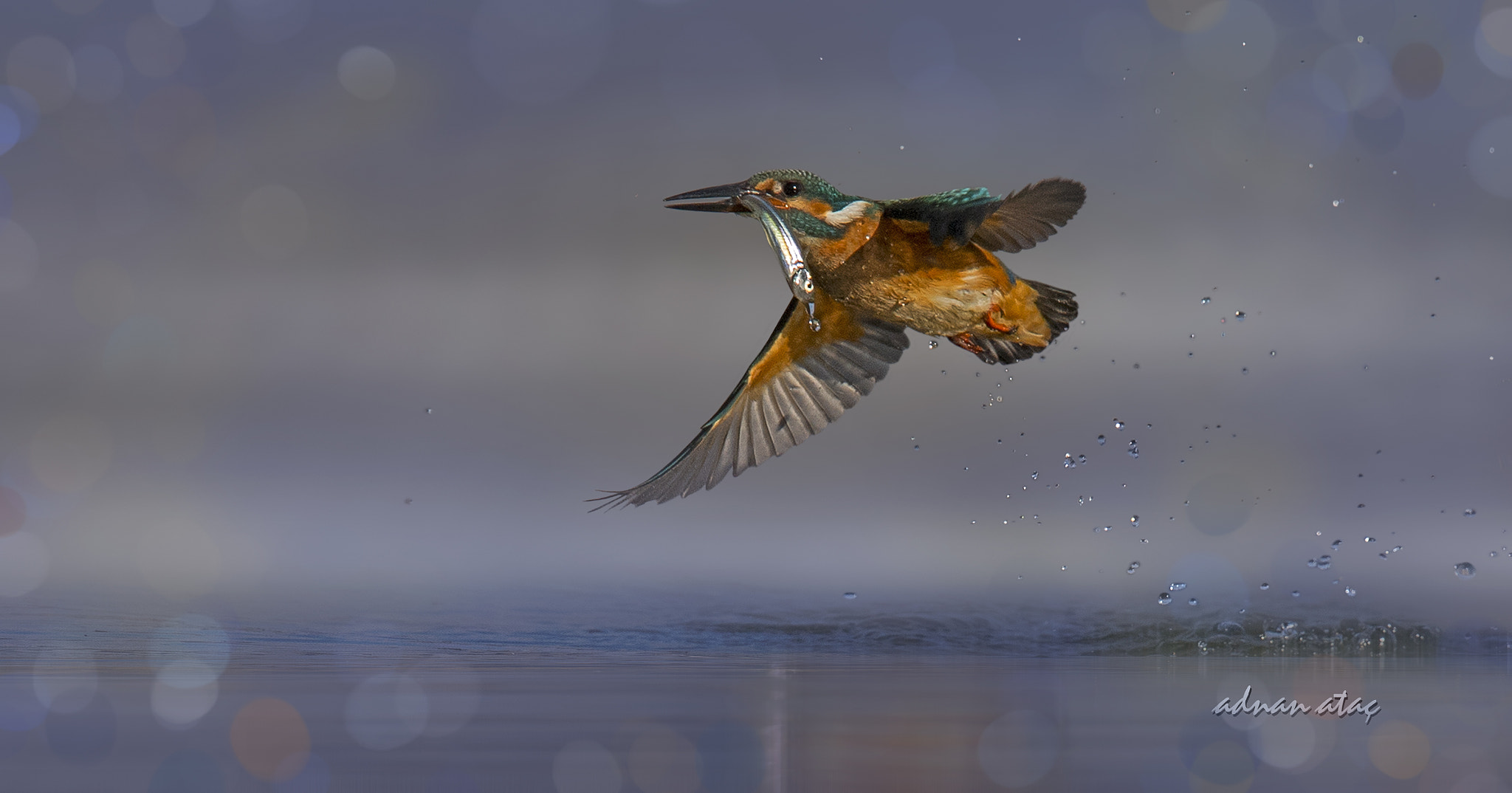 Sigma 150-600mm F5-6.3 DG OS HSM | S sample photo. Yalıçapkını - alcedo atthis - common kingfisher photography