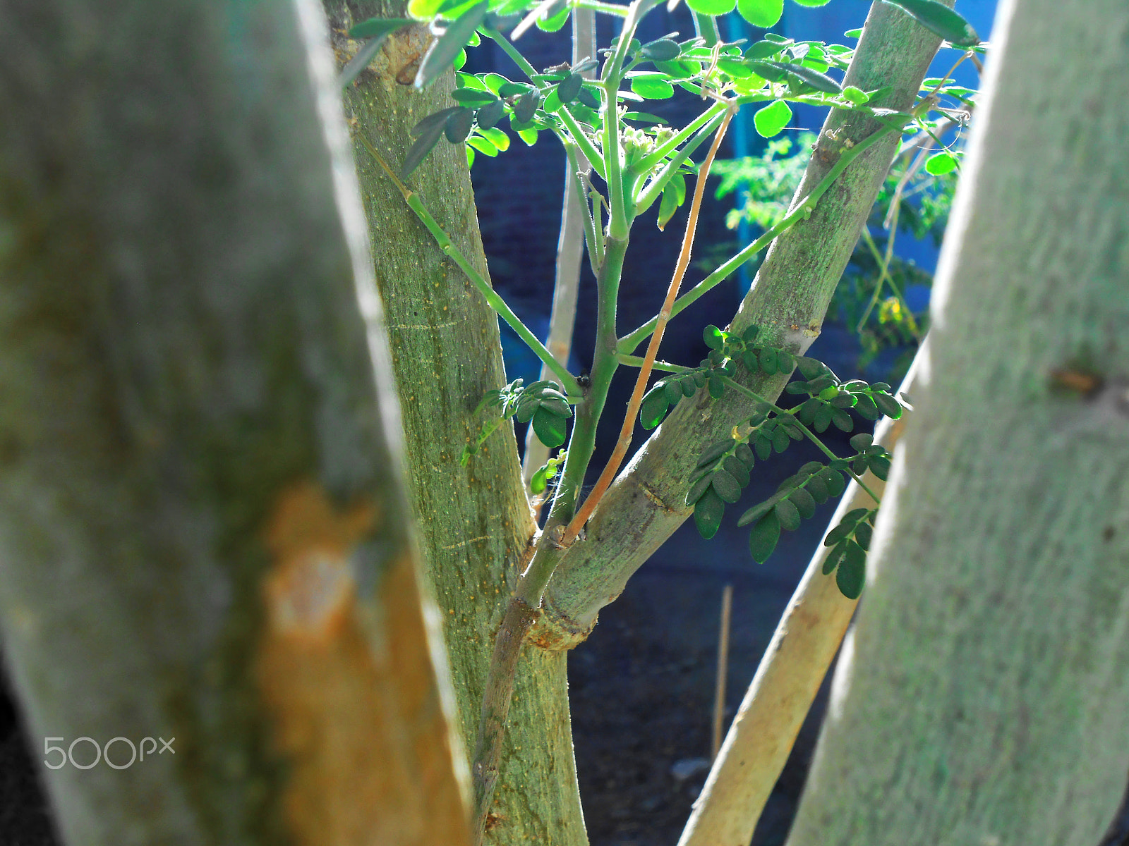 Nikon COOLPIX S2700 sample photo. Krishndoo pix photography