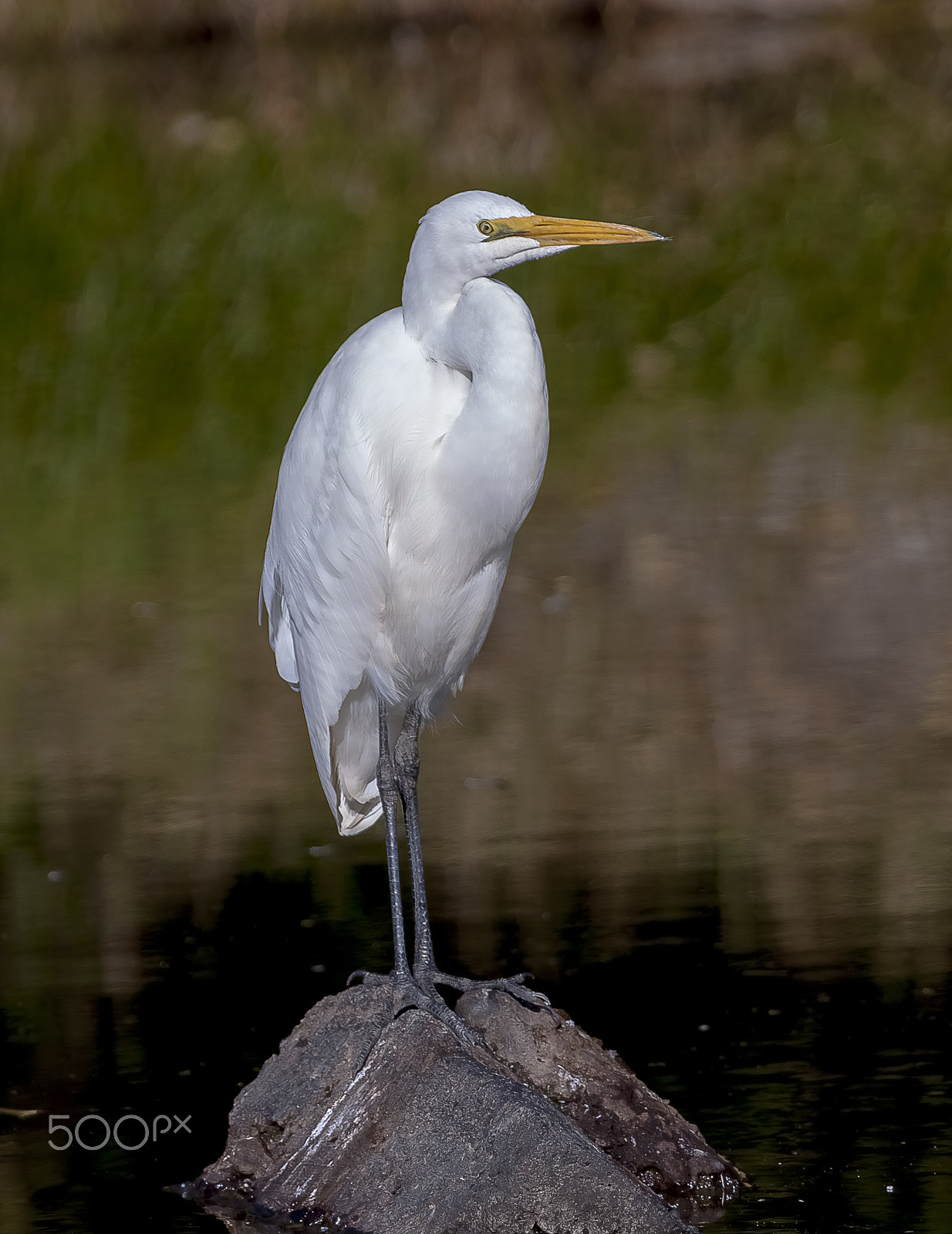 Canon EF 100-400mm F4.5-5.6L IS USM sample photo. White heron / kotako photography