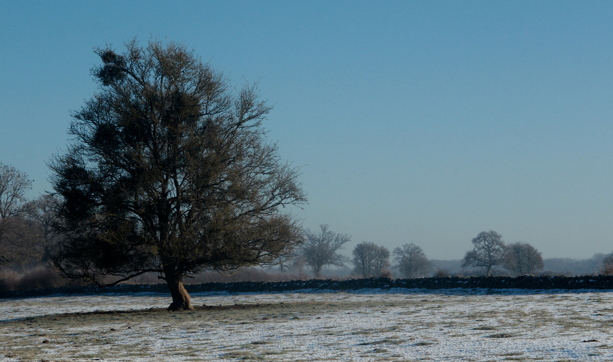 Canon EF 28-90mm f/4-5.6 sample photo. Arbre & blanc photography