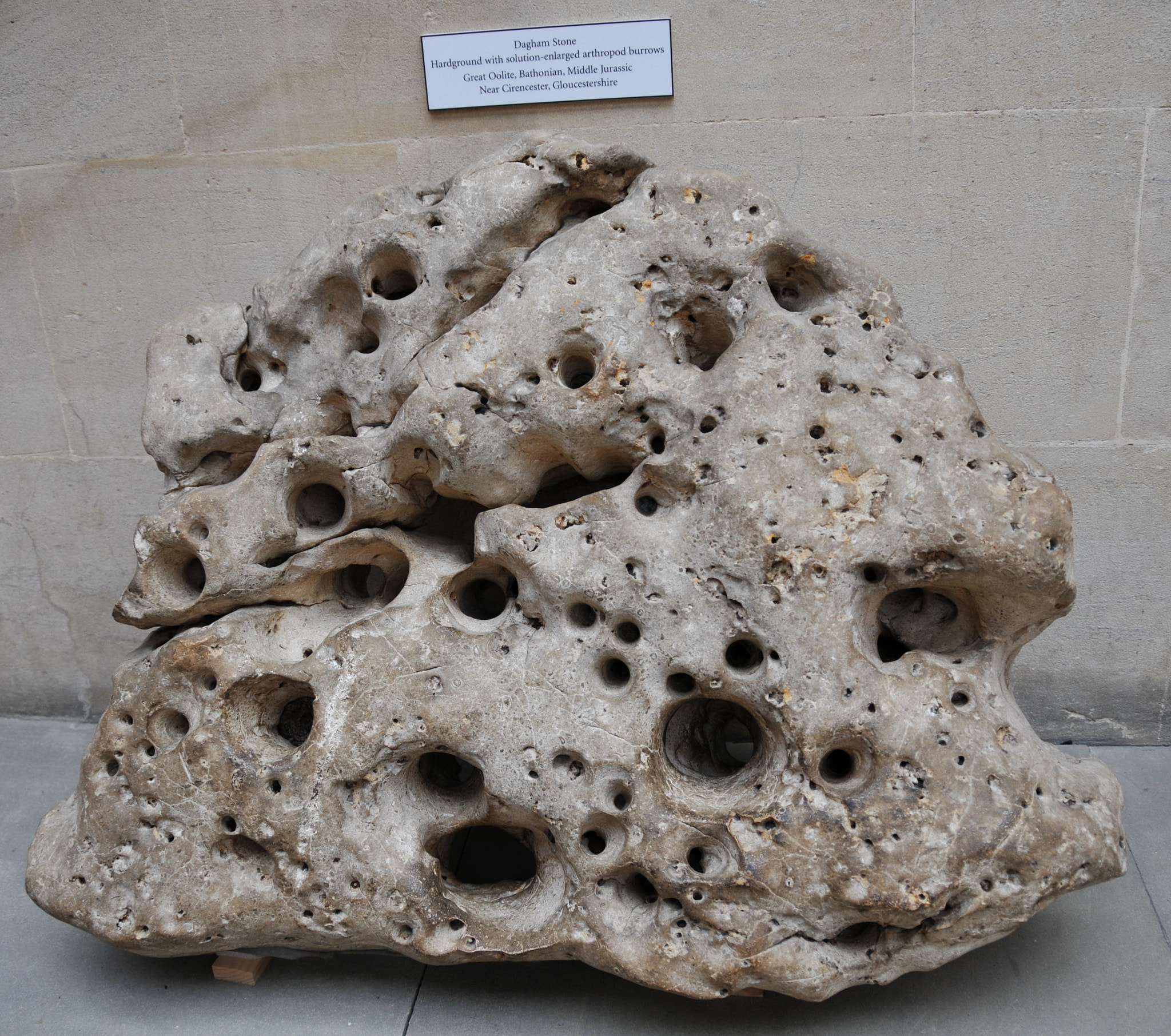 Nikon D300S sample photo. Oxford university museum of natural history photography