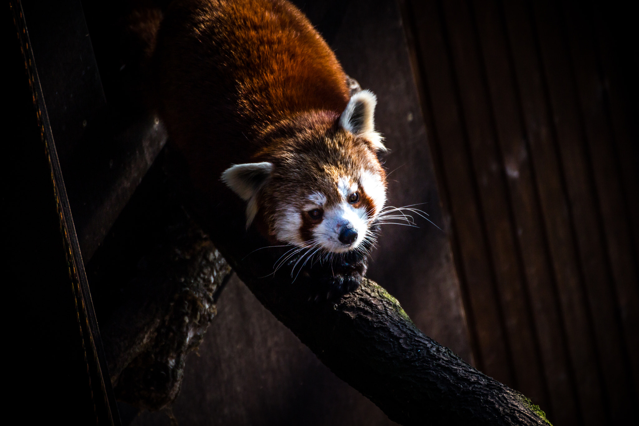 Canon EOS 100D (EOS Rebel SL1 / EOS Kiss X7) sample photo. Red mini panda zoo nuremberg photography