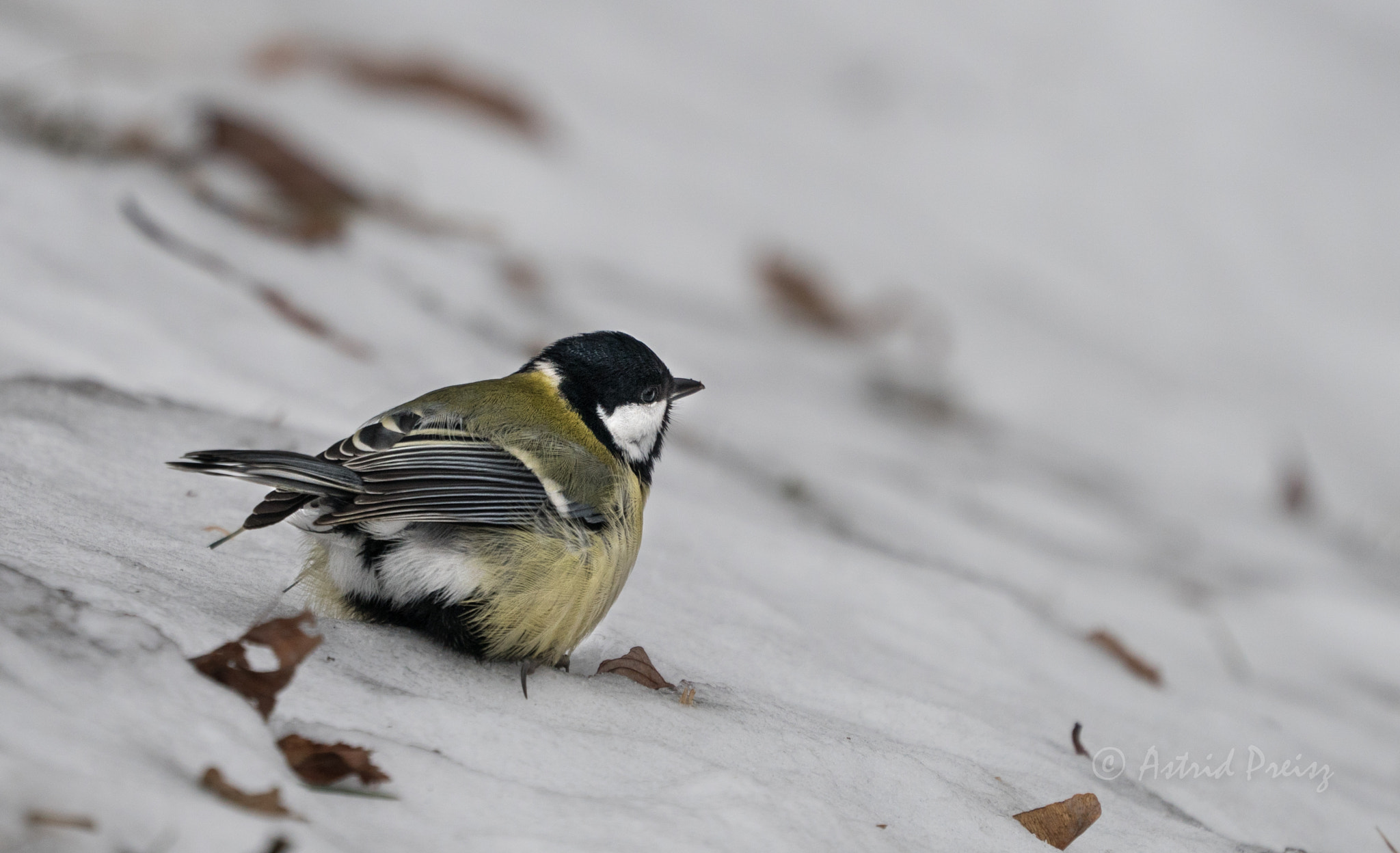 Sony FE 70-300mm F4.5-5.6 G OSS sample photo. Great tit in the snow 1 photography