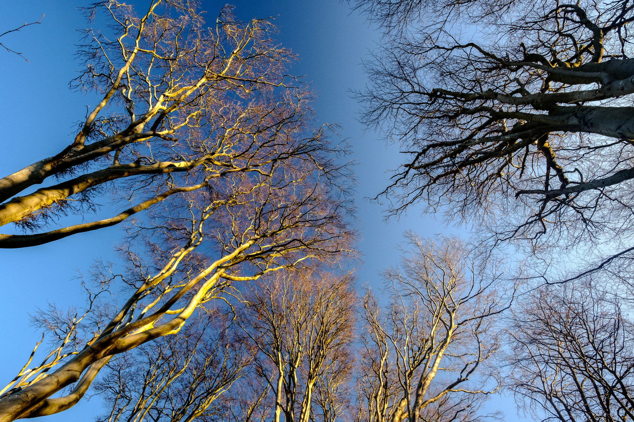 Fujifilm X-T2 + ZEISS Touit 12mm F2.8 sample photo. Gespensterwald nienhagen an der ostsee photography