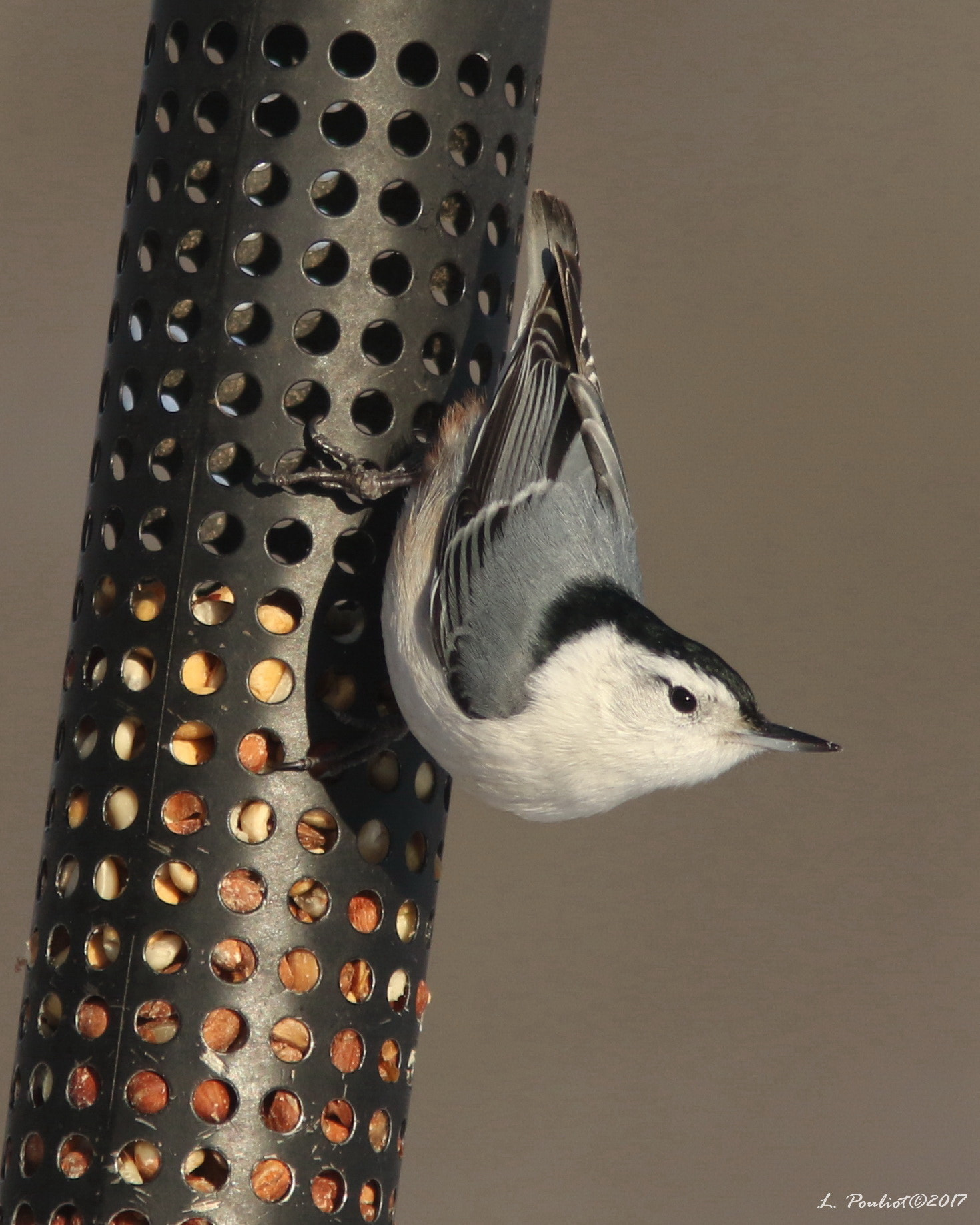 Canon EF 300mm F4L IS USM sample photo. Looking down / vers le bas photography