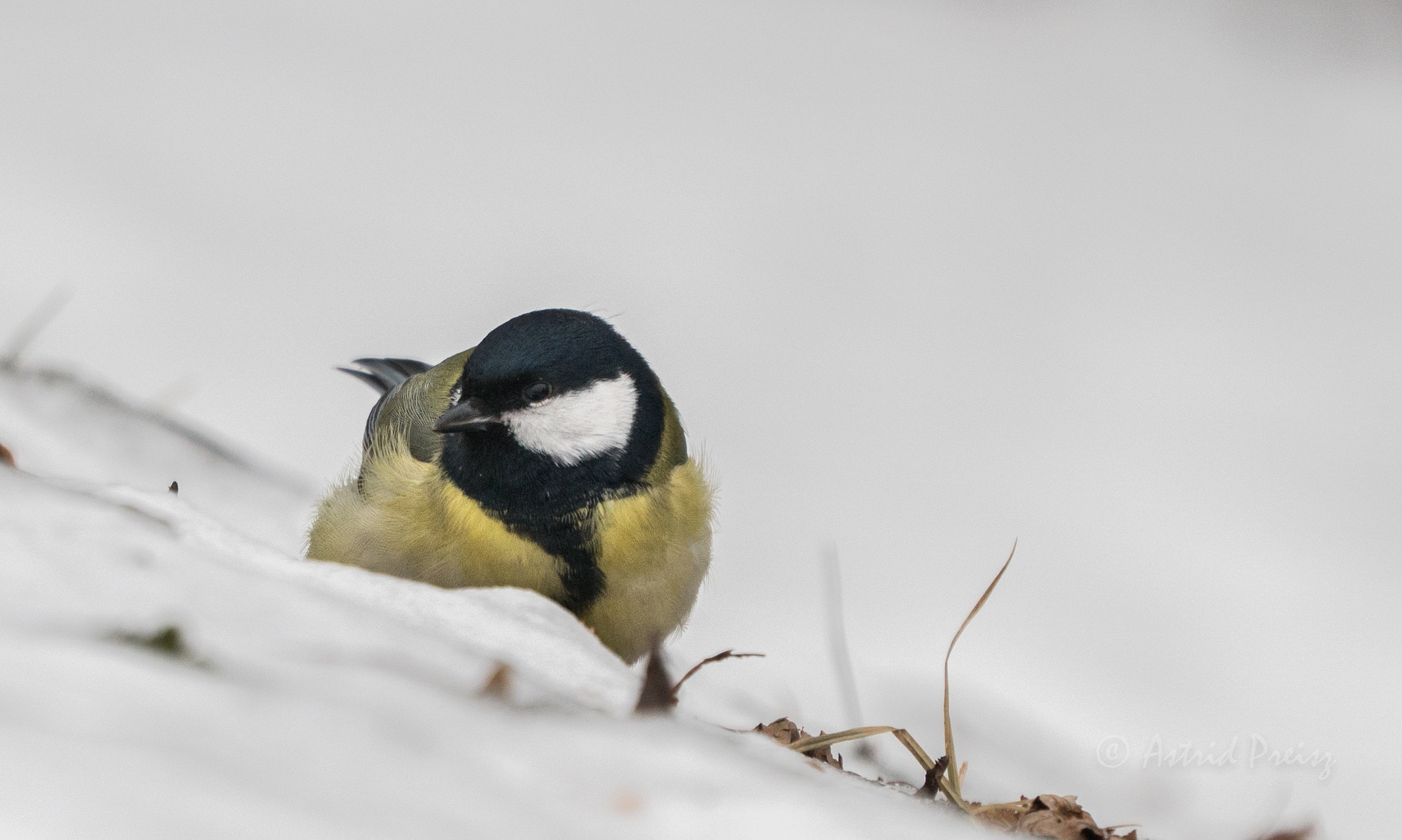 Sony FE 70-300mm F4.5-5.6 G OSS sample photo. Little bird in the snow 1 photography
