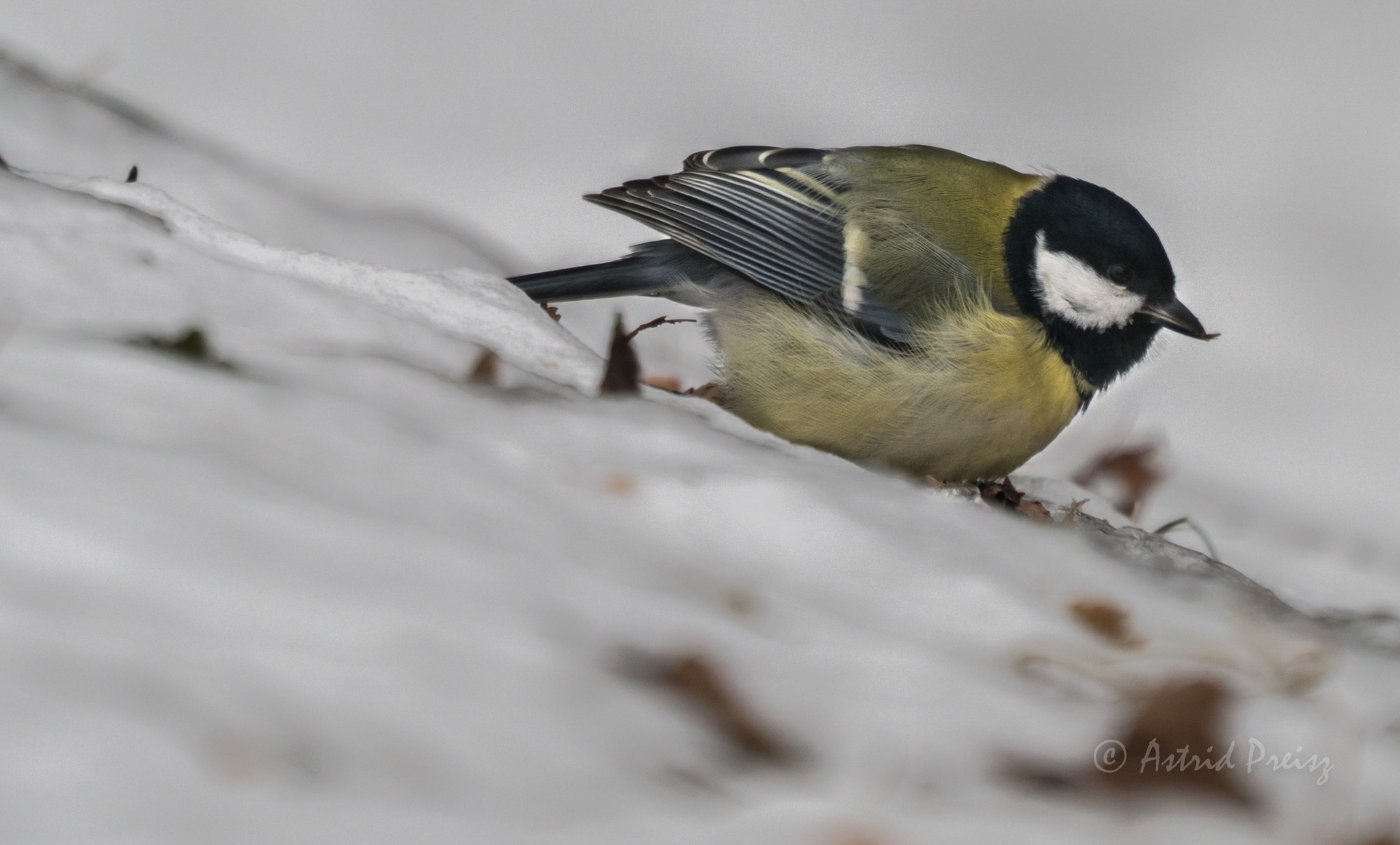 Sony FE 70-300mm F4.5-5.6 G OSS sample photo. Little bird in the snow 2 photography