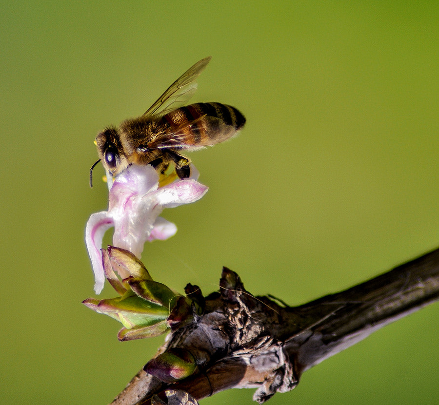 Nikon D5000 sample photo. Bee photography