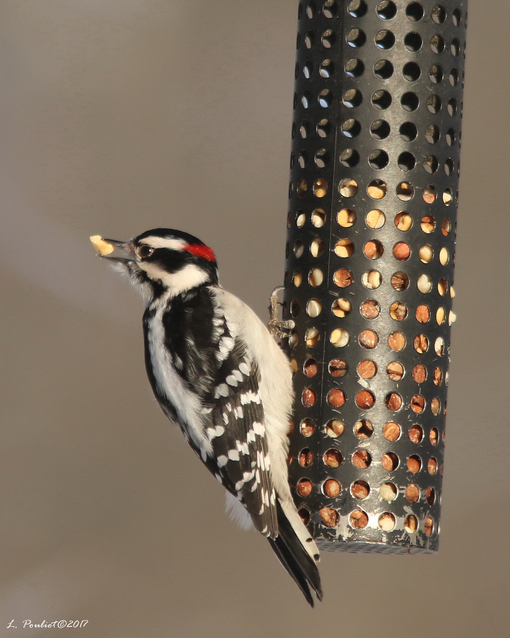 Canon EOS 7D Mark II + Canon EF 300mm F4L IS USM sample photo. I got it right / attrapé photography