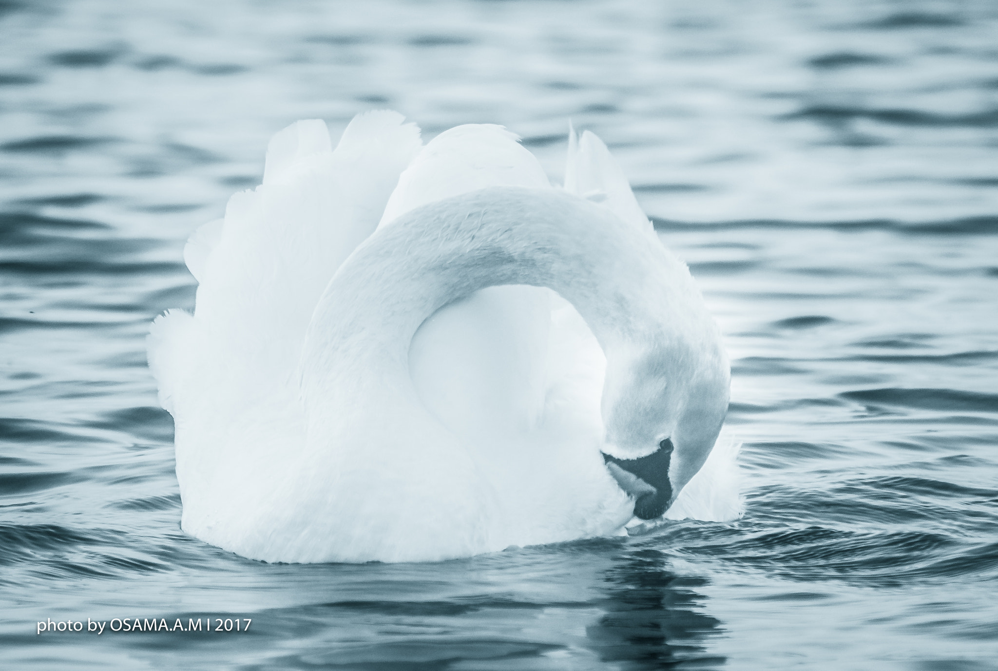 Canon EOS 60D + Sigma 50-200mm F4-5.6 DC OS HSM sample photo. Swan photography