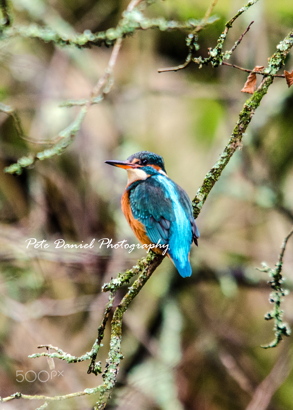 Sigma 150-500mm F5-6.3 DG OS HSM sample photo. Kingfisher photography