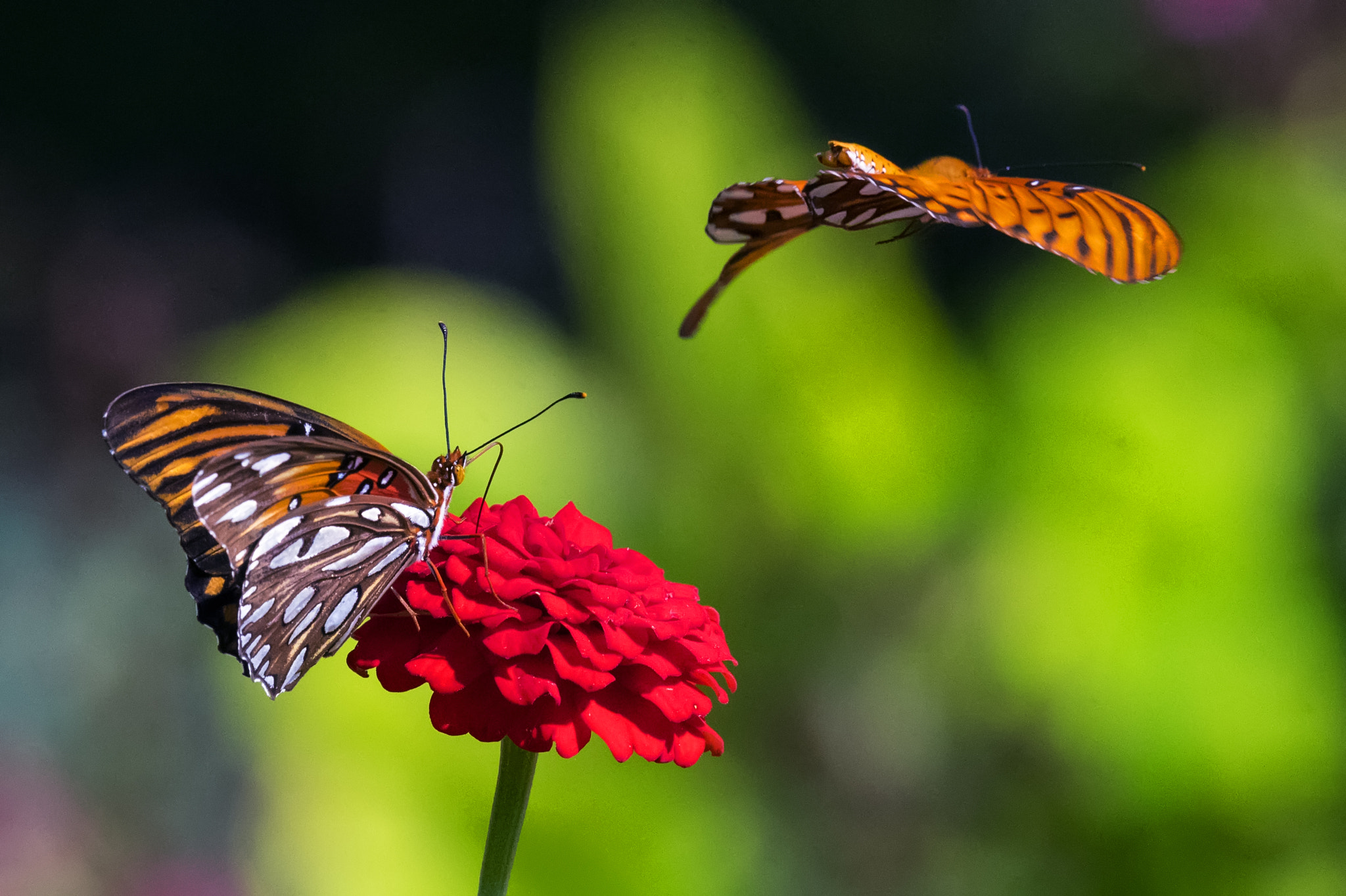 Nikon D750 + Nikon Nikkor AF-S 300mm F4E PF ED VR sample photo. Two gulf fritillary butterflies and one red zinnia photography