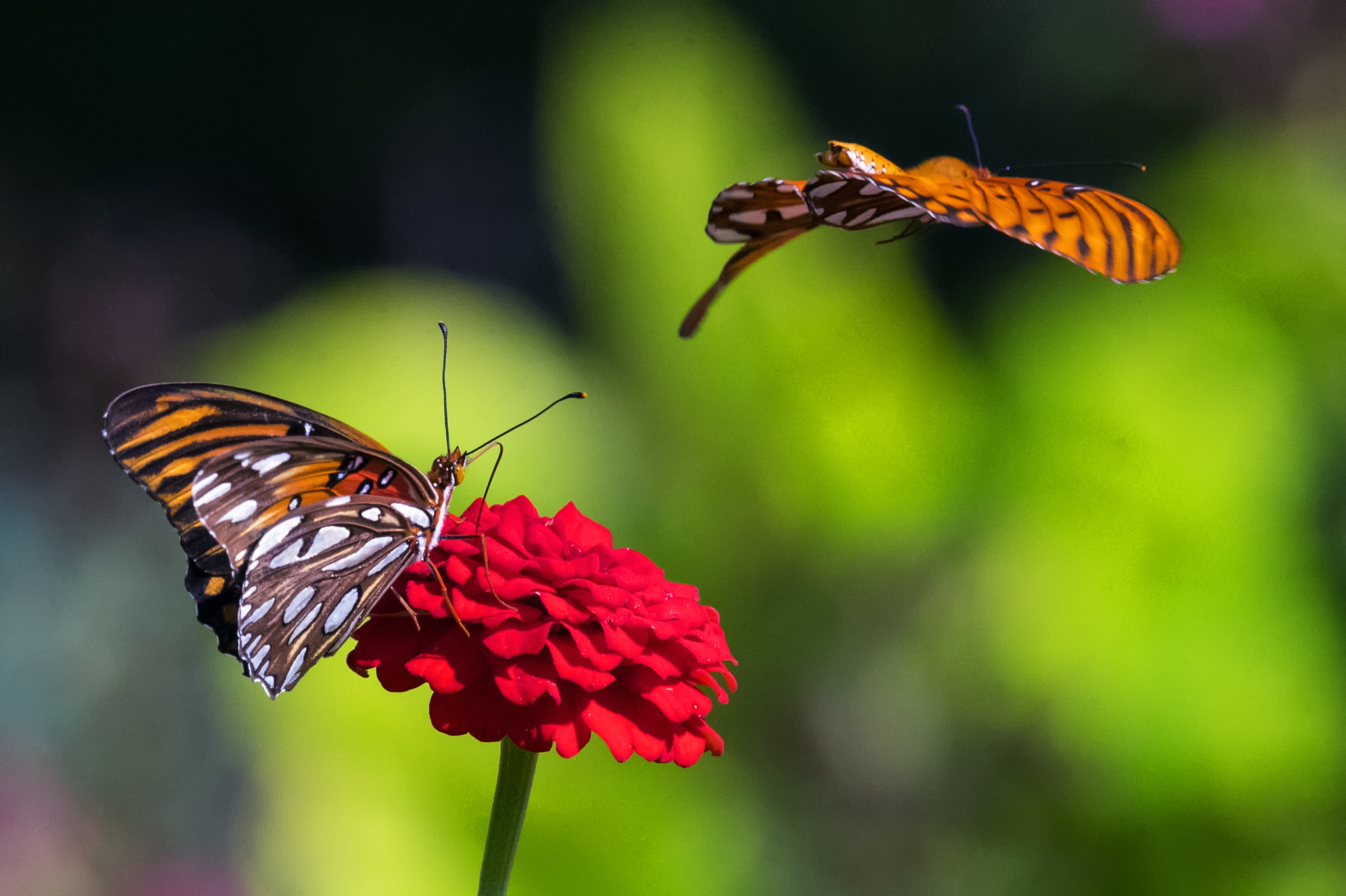 Nikon Nikkor AF-S 300mm F4E PF ED VR sample photo. Two gulf fritillary butterflies and one red zinnia photography